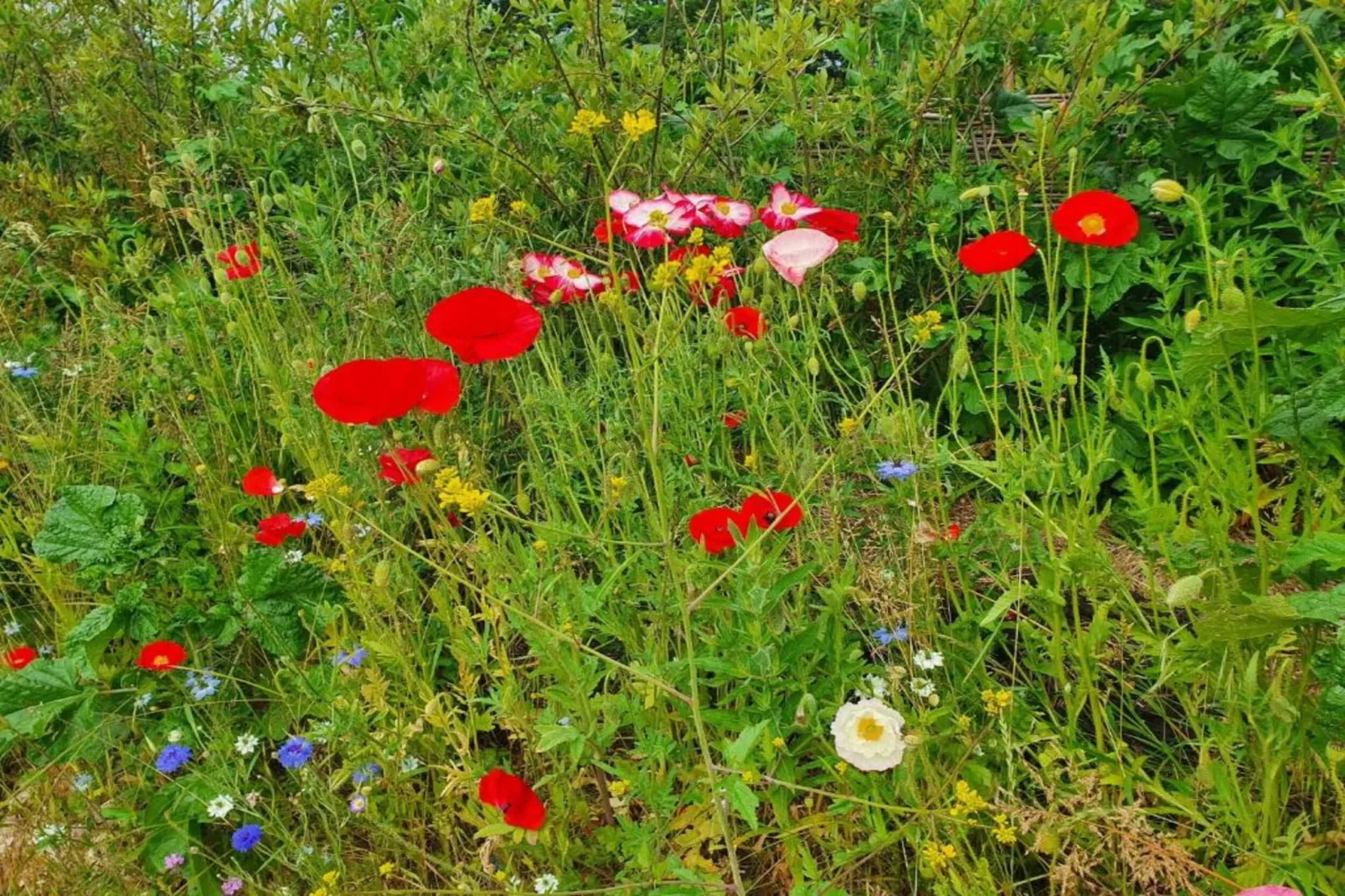 Little Dunley - Apple Lodge-Gebieden zomer 5km