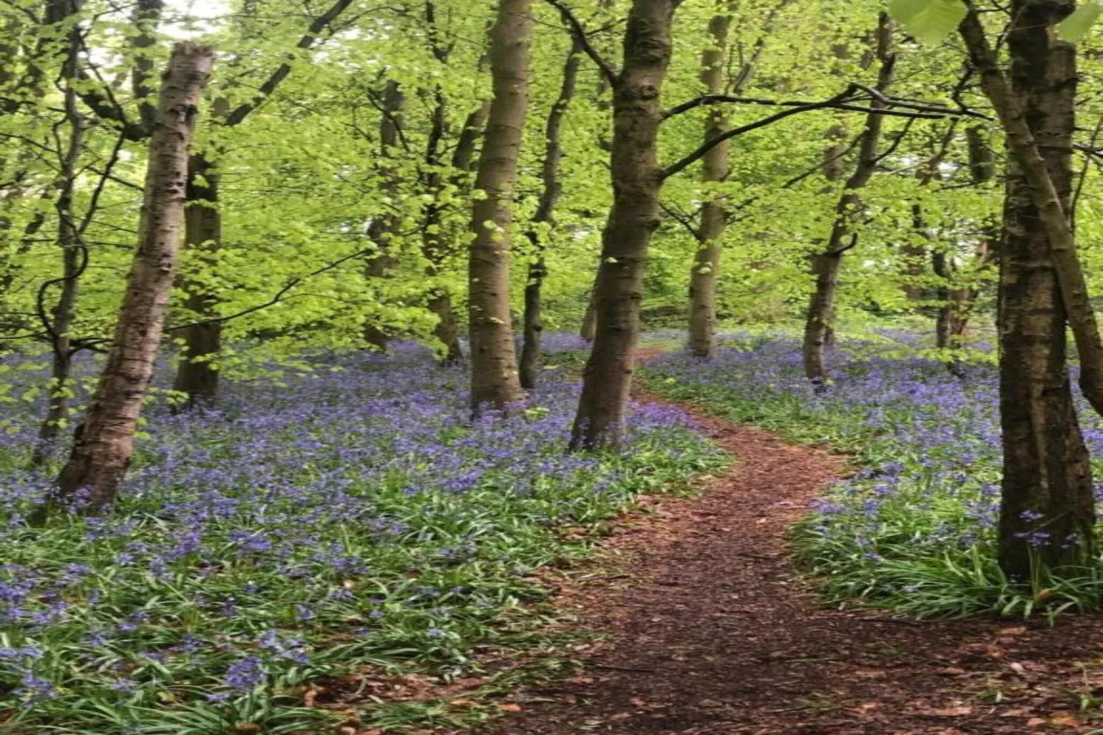 Netley Hall - Lavender-Gebieden zomer 5km