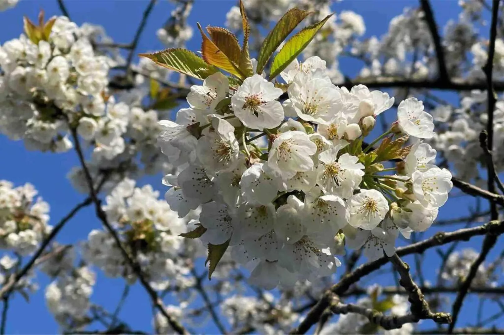 Waterpark Langelille 5-Gebieden zomer 20km