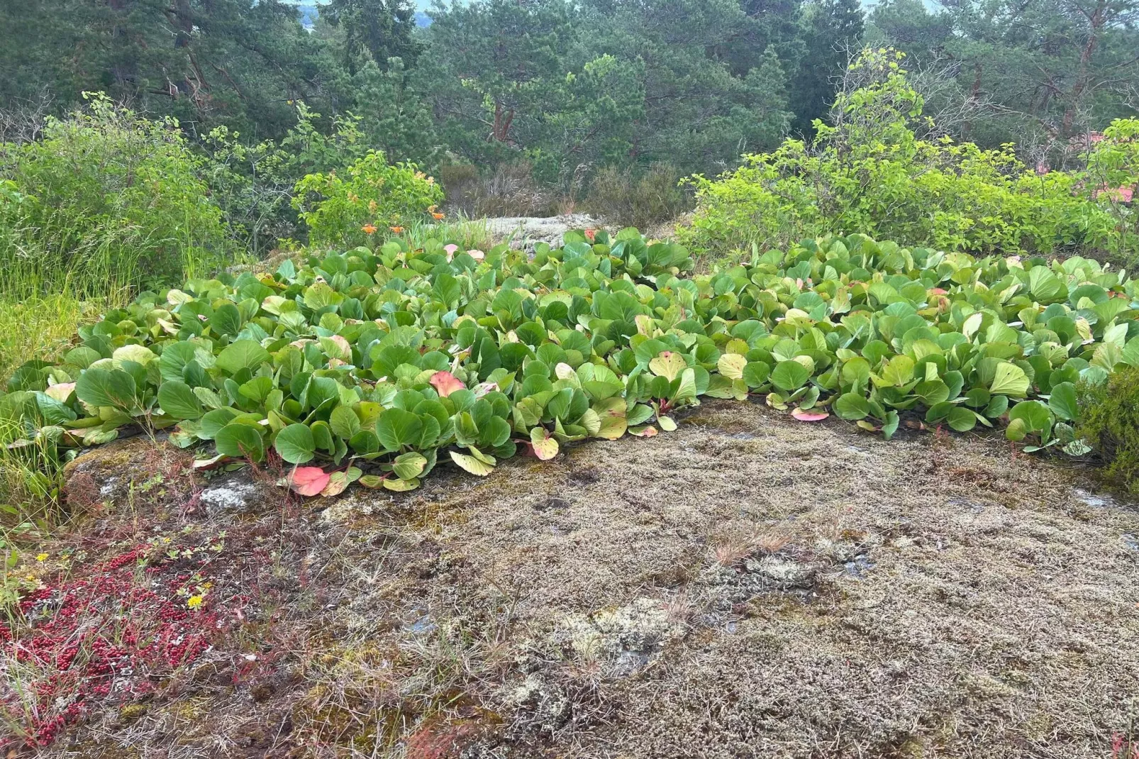 5 Personen vakantie huis in VÄRMDÖ-Buitenlucht