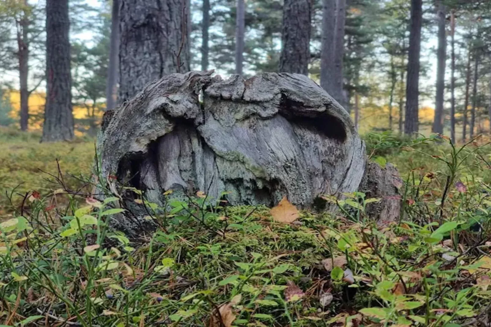 4 persoons vakantie huis in INGARÖ-By Traum-Niet-getagd