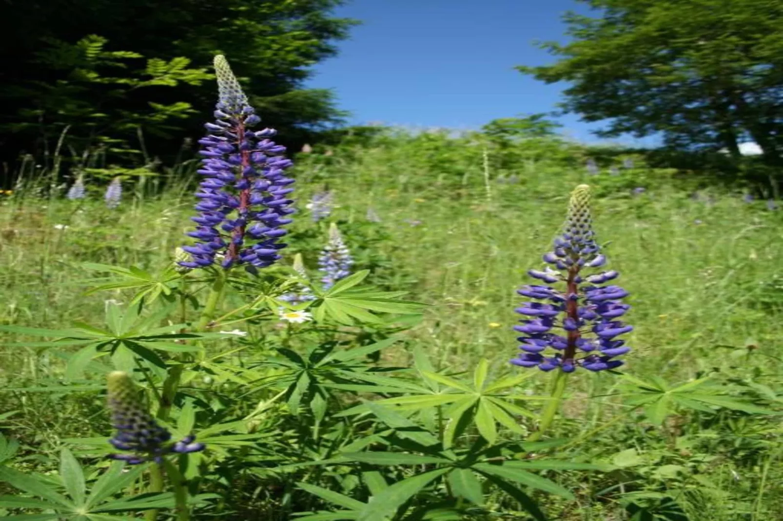 Chalet Kreischberg-Gebieden zomer 20km