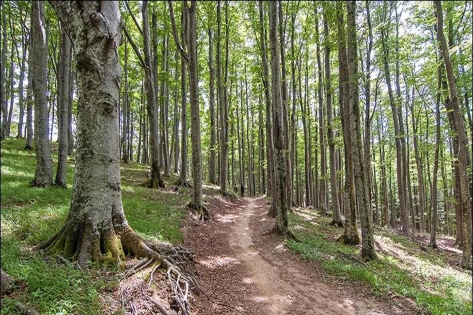 Lodge des Fagnes-Gebieden zomer 20km