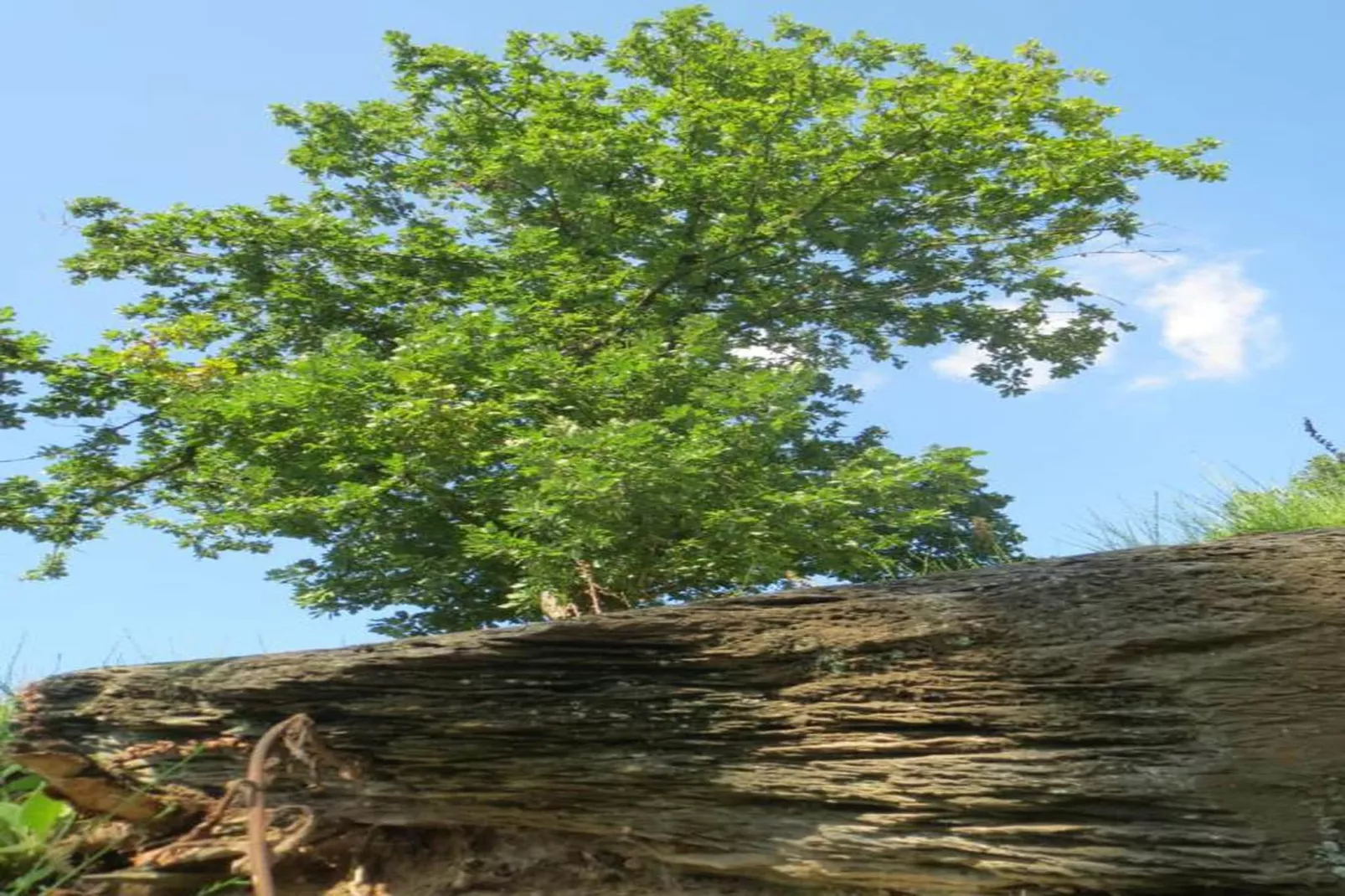 Venus 4-Gebieden zomer 20km