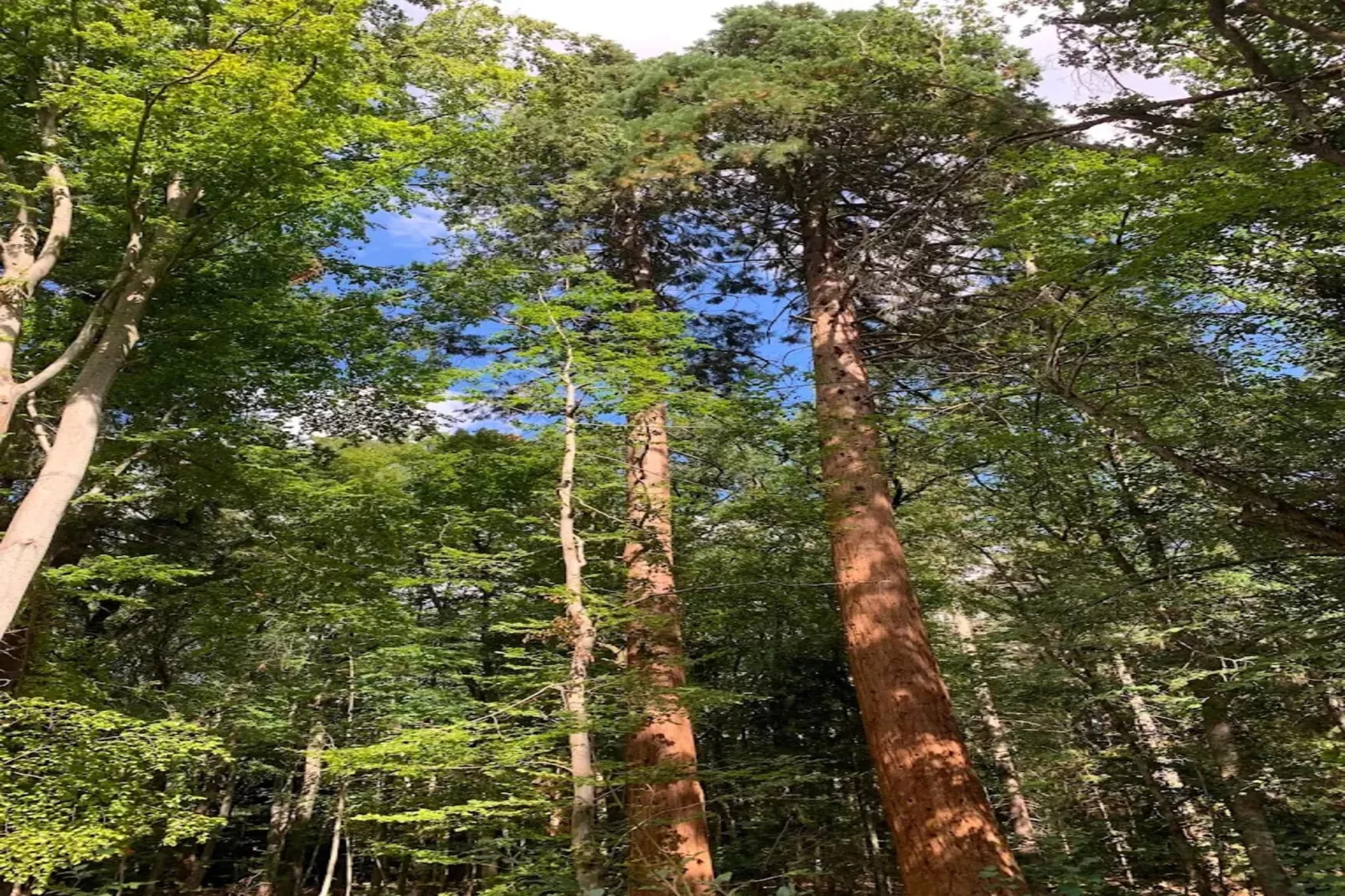 Chalet - 3 Personen-Gebieden zomer 20km