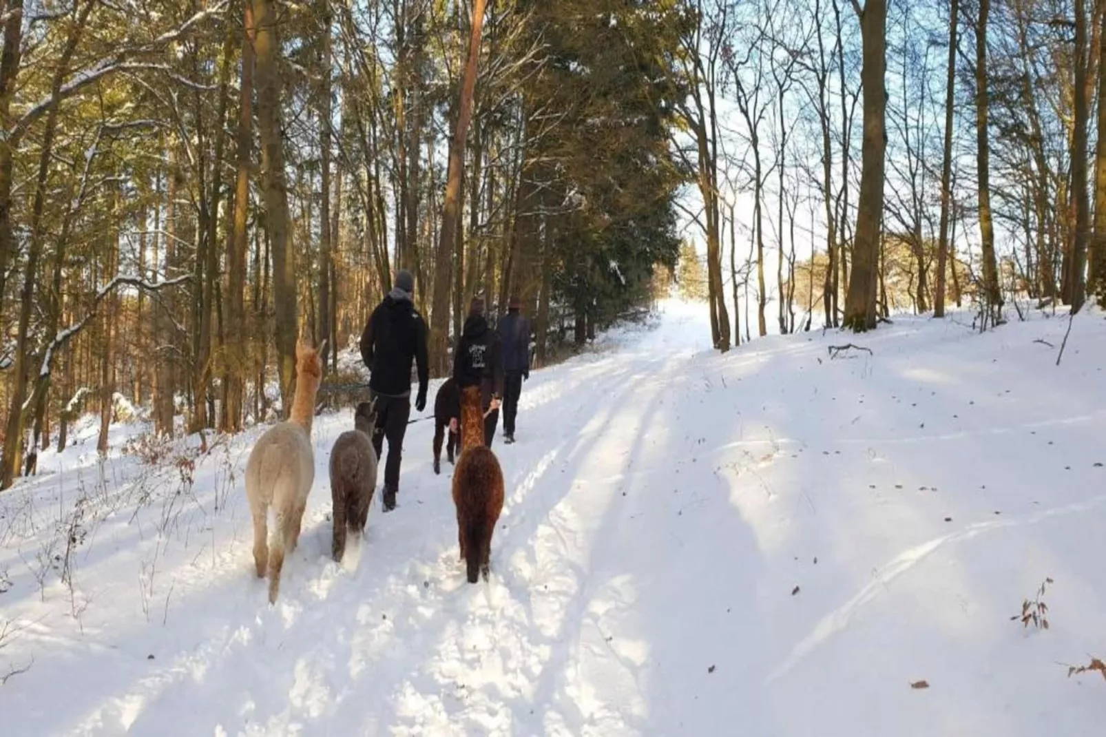 Hülsemann-Gebied winter 5km