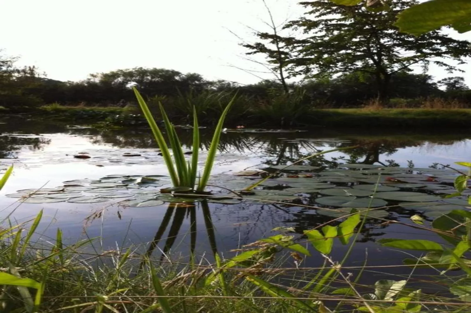 Ferienresort Bad Bentheim 9-Gebieden zomer 20km