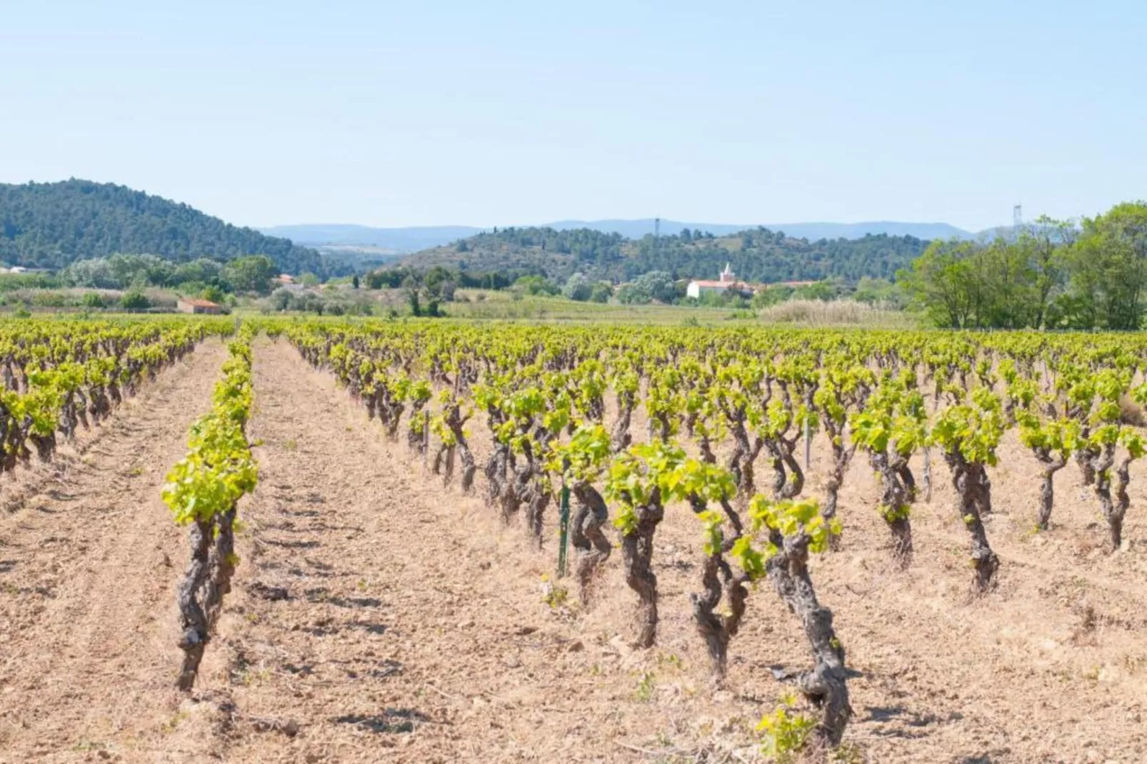Montbrun-des-Corbières-Gebieden zomer 20km