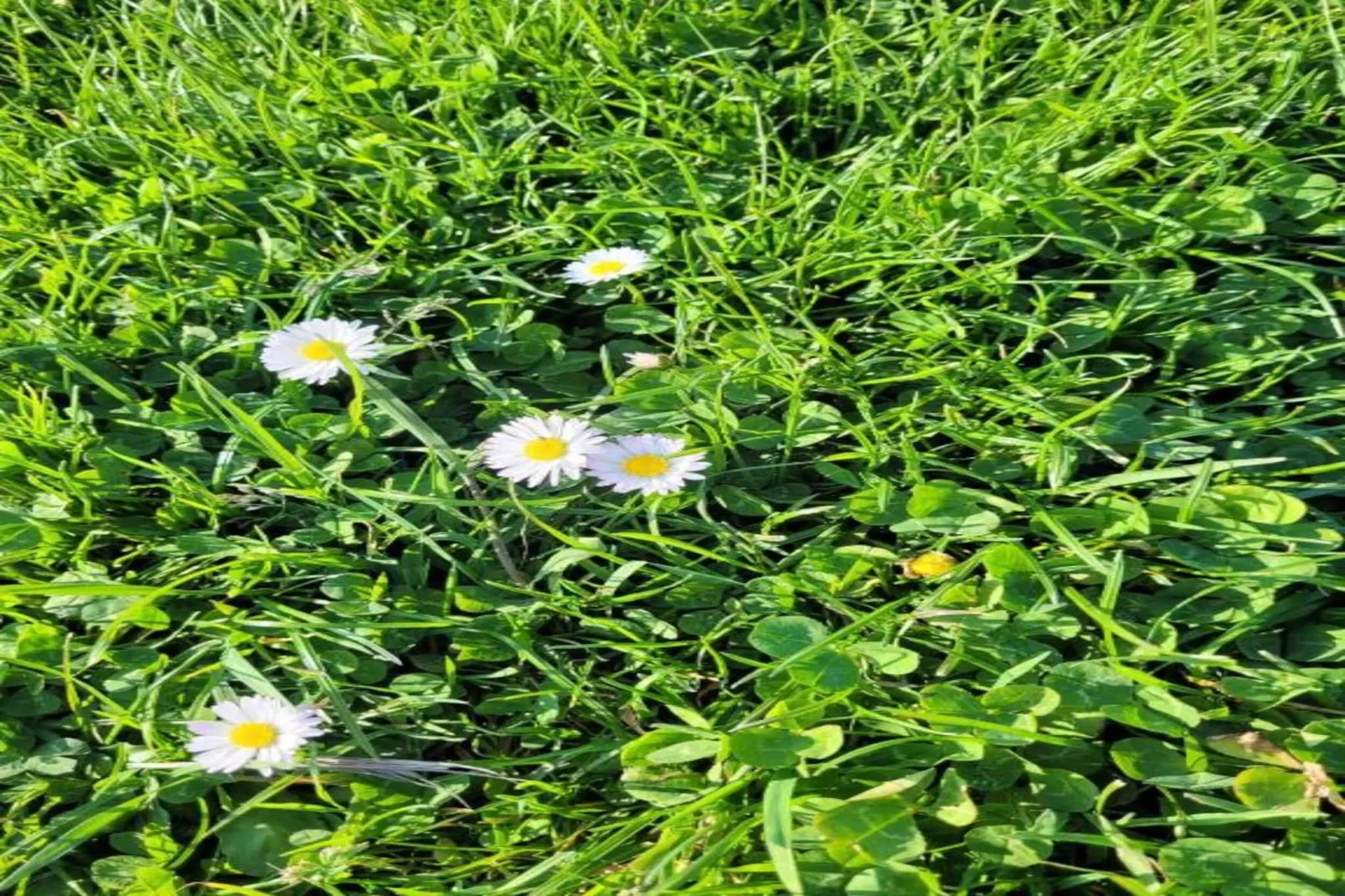 Les Plantiers-Gebieden zomer 20km