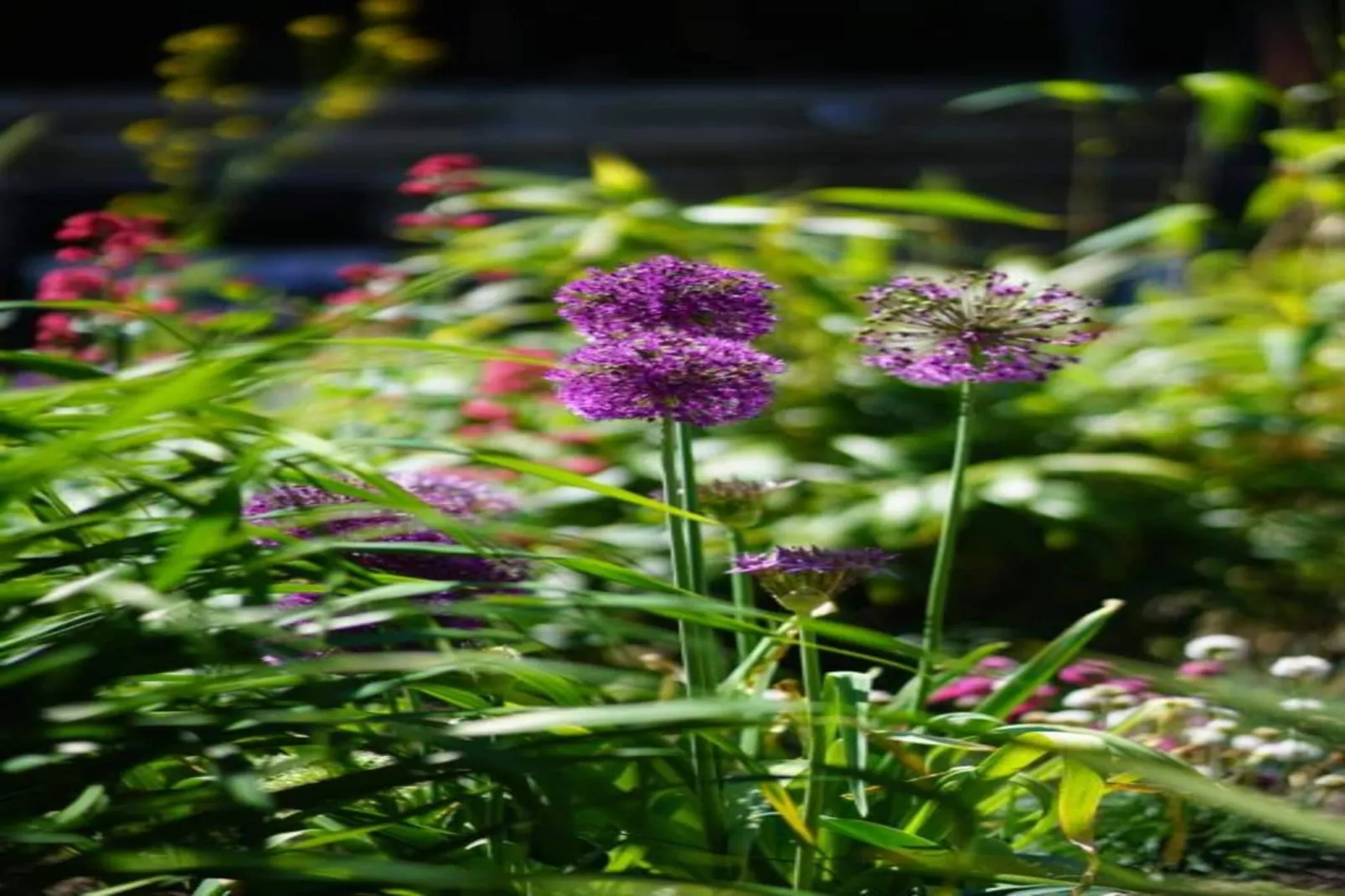 Residentie Californië 9-Gebieden zomer 20km