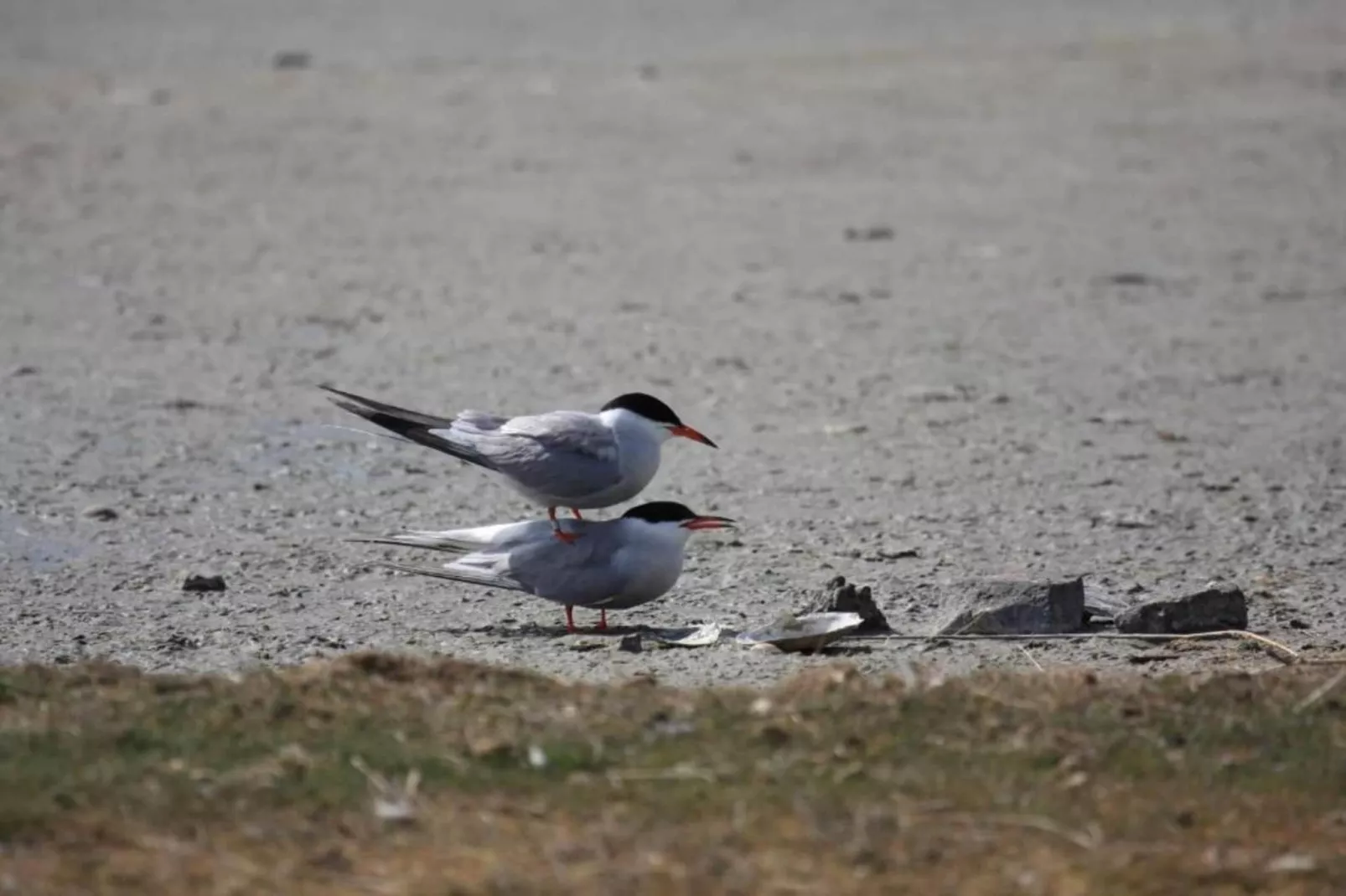 Residentie Californië 2-Gebieden zomer 20km