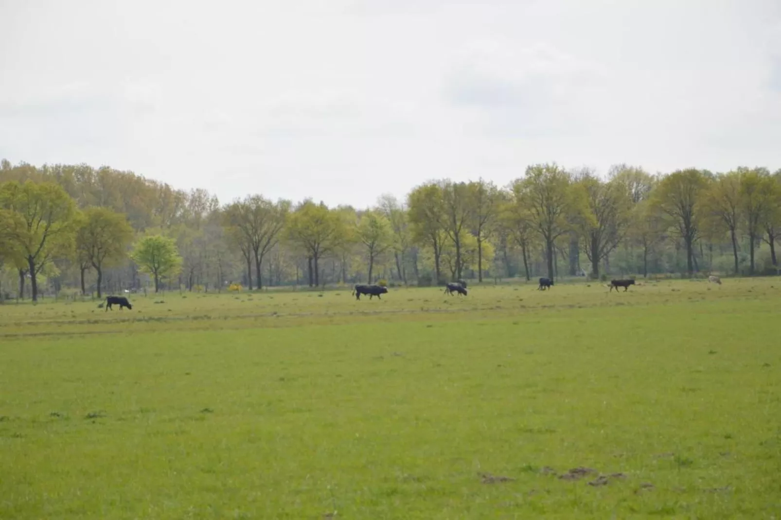 Bungalow 87-Gebieden zomer 20km