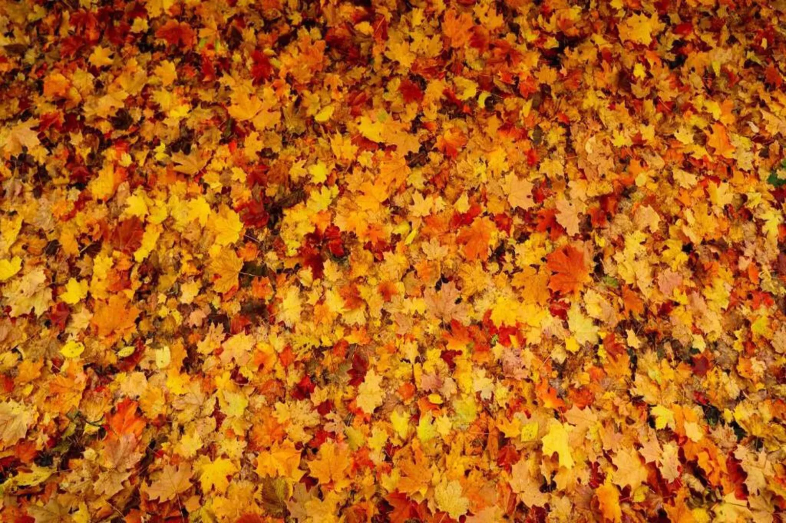 RCN de Jagerstee 3-Gebieden zomer 20km