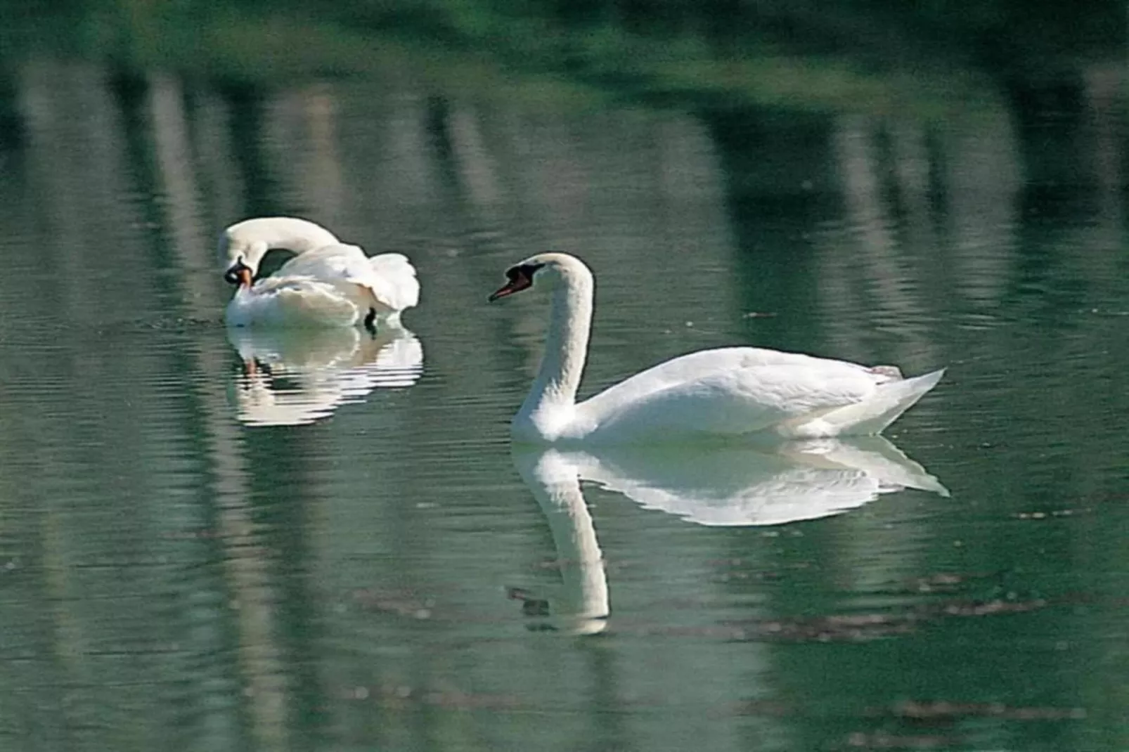 Frantoio 2-Gebieden zomer 5km