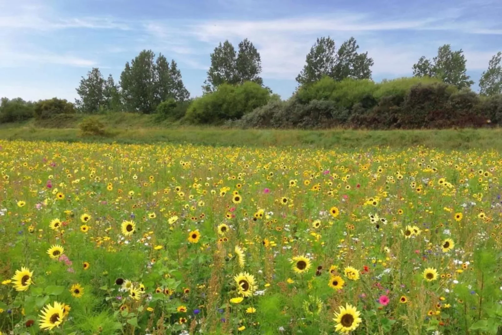Suite Cotton-Gebieden zomer 20km