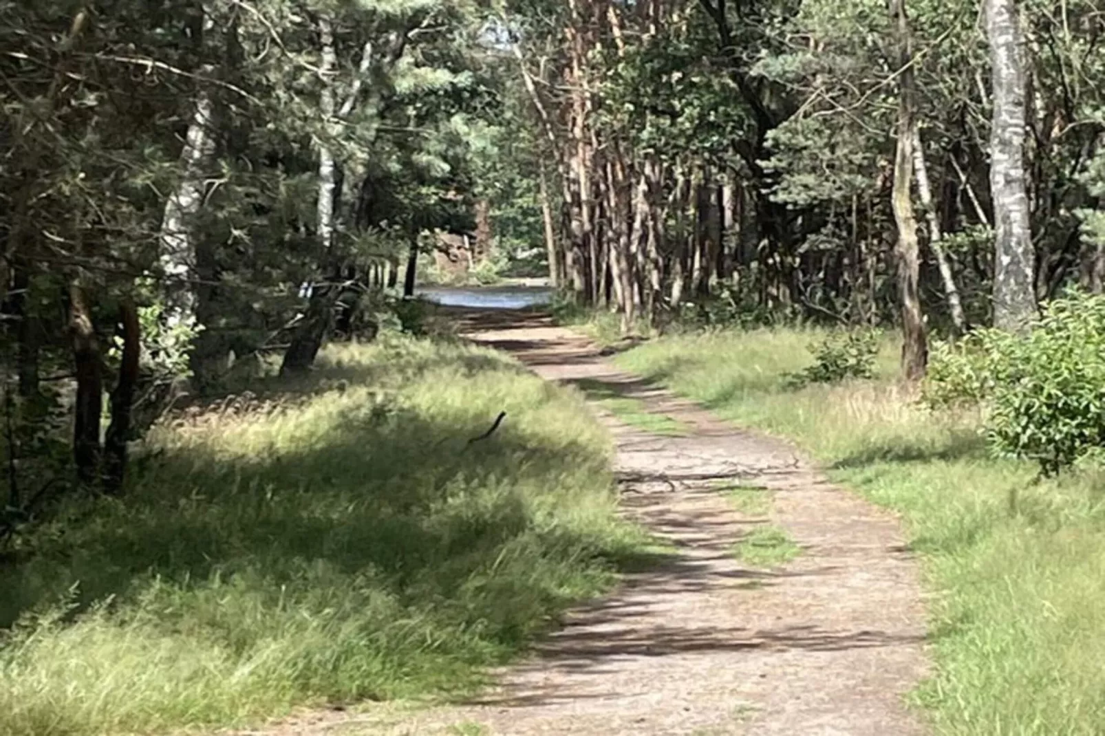 Dwergarend 17-01 - Gebieden zomer 20km
