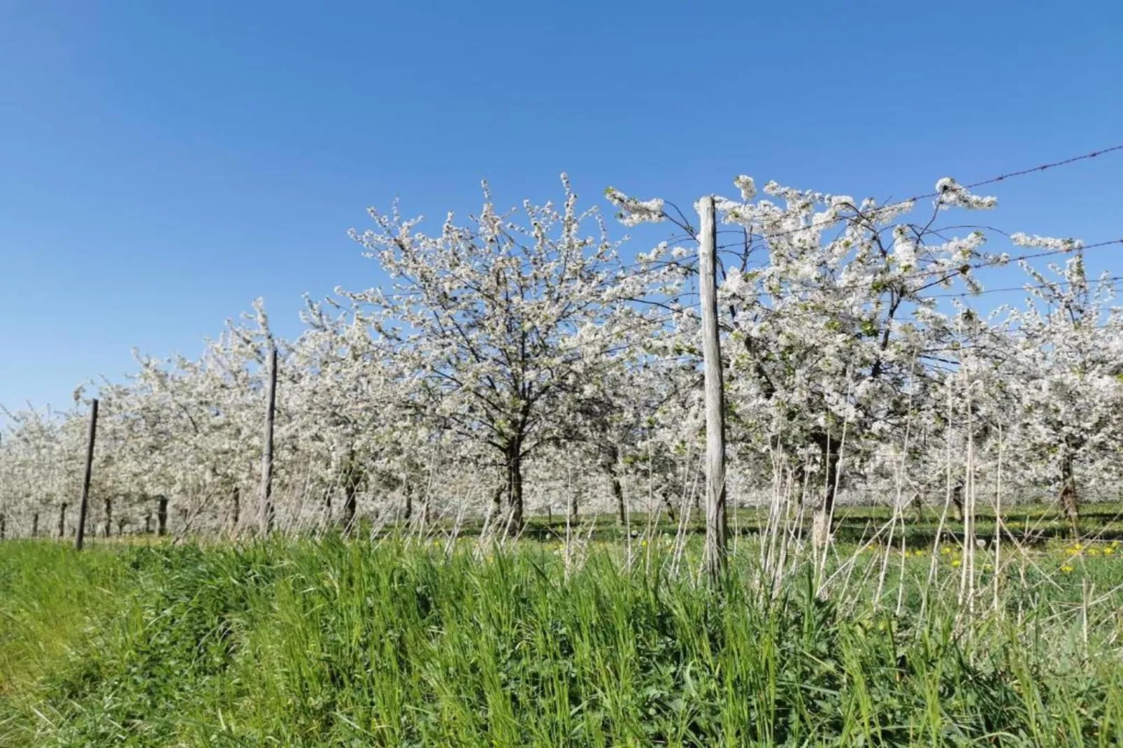 Resort Maastricht 40-Gebieden zomer 20km