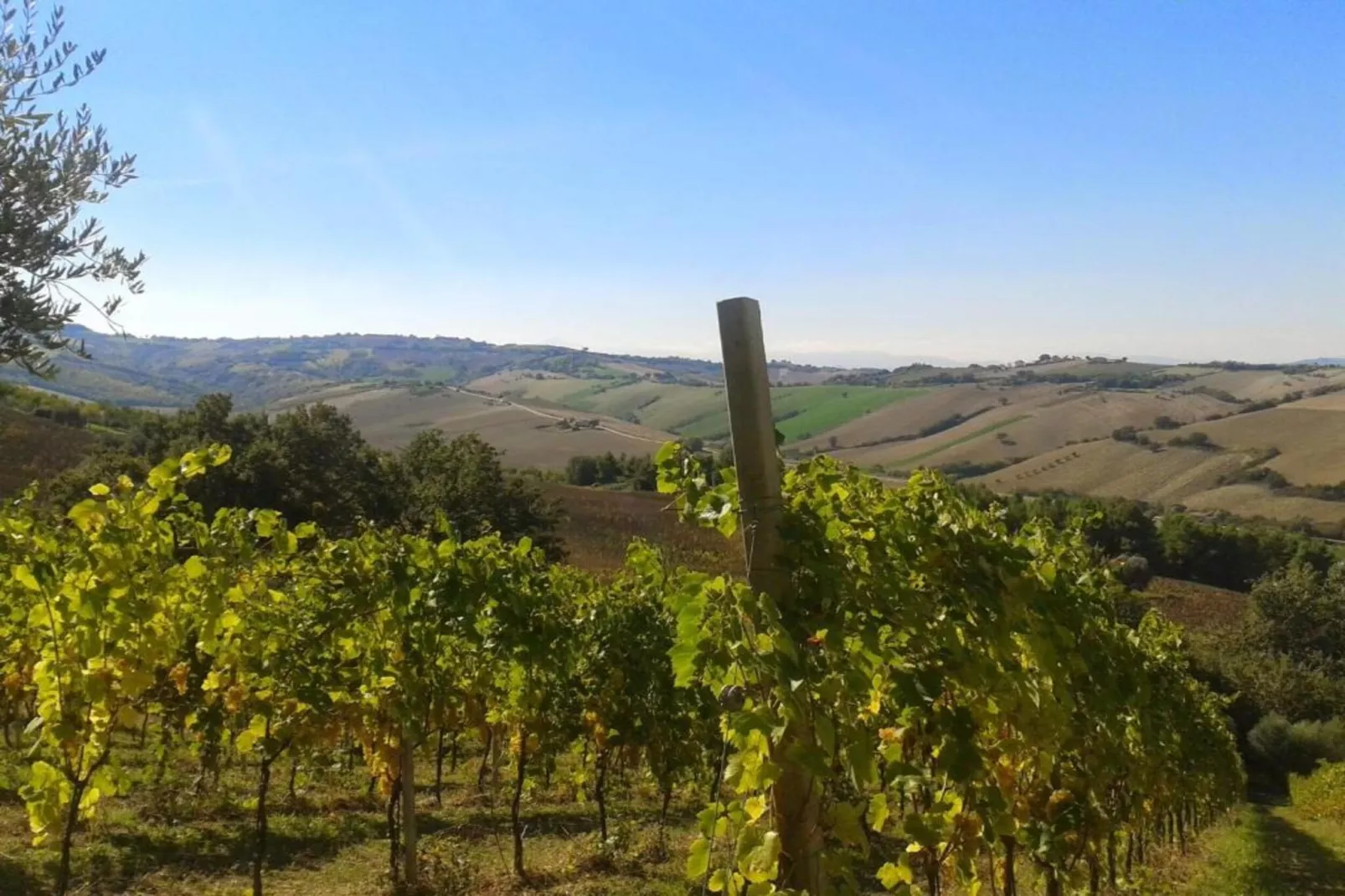 Vino-Gebieden zomer 20km