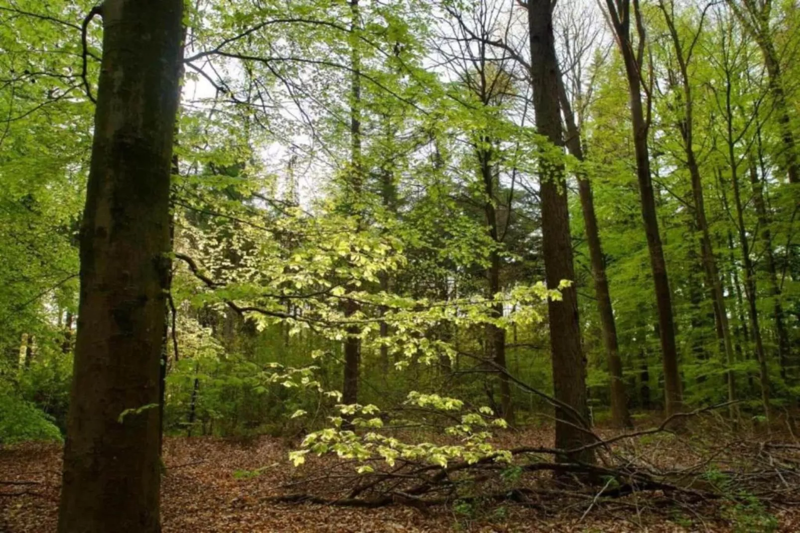 4-persoons bungalow Sondel 16-Gebieden zomer 5km