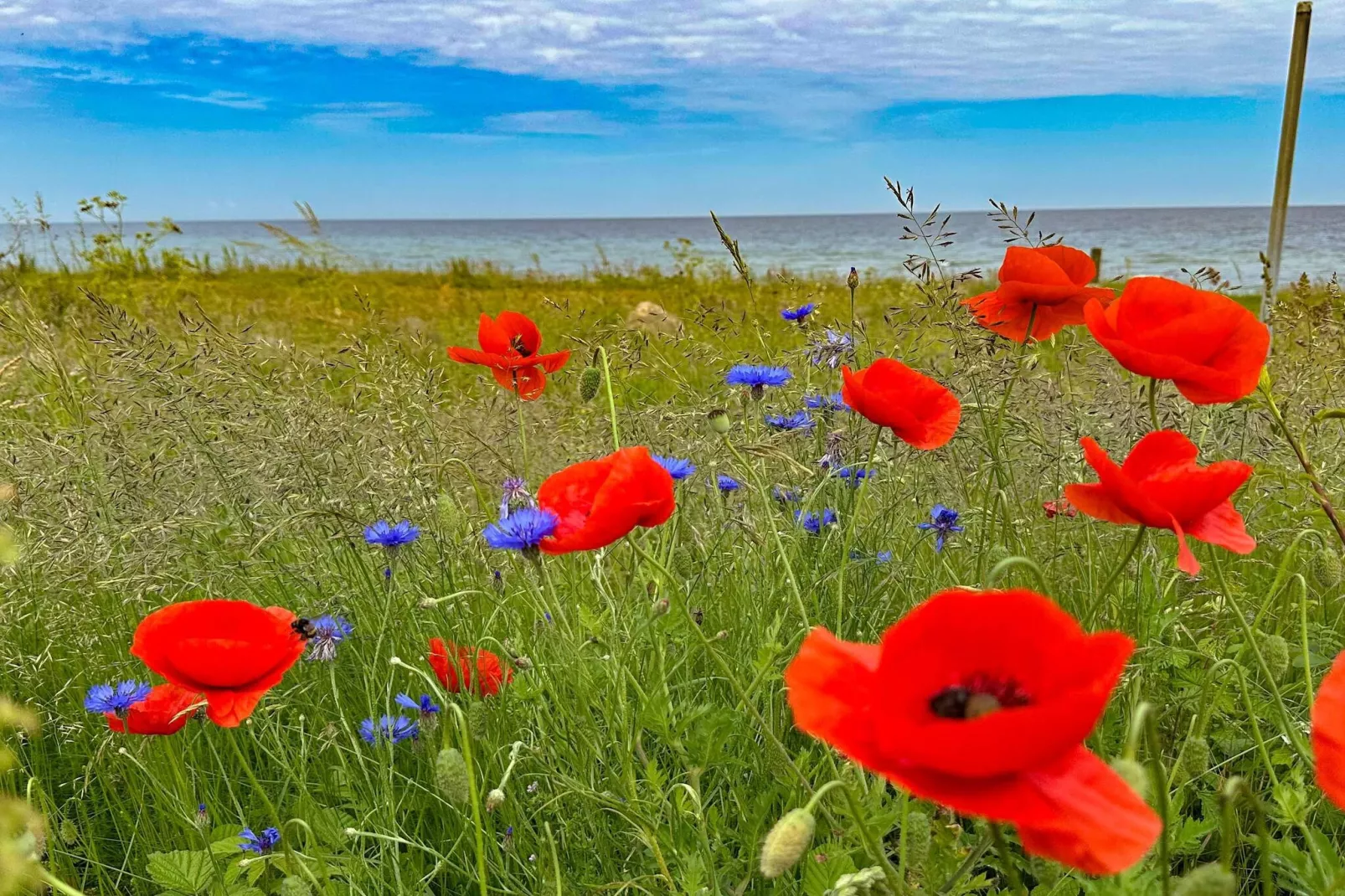 14 persoons vakantie huis in Sjællands Odde-Niet-getagd