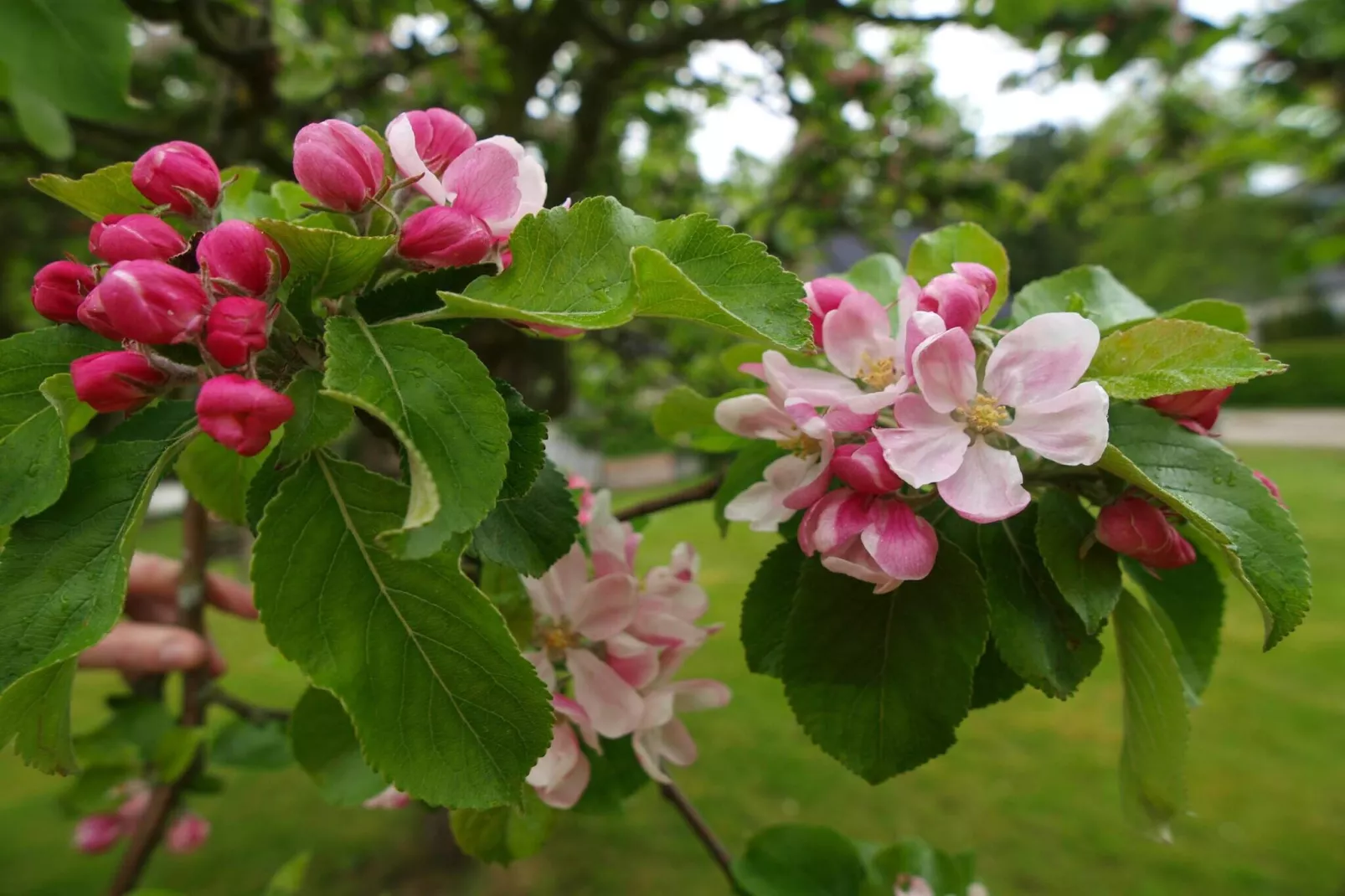 20 persoons vakantie huis in Stege-Niet-getagd