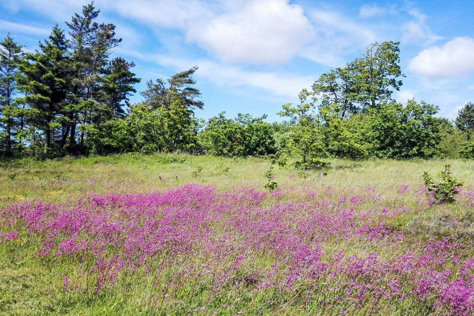 6 persoons vakantie huis in Fjerritslev