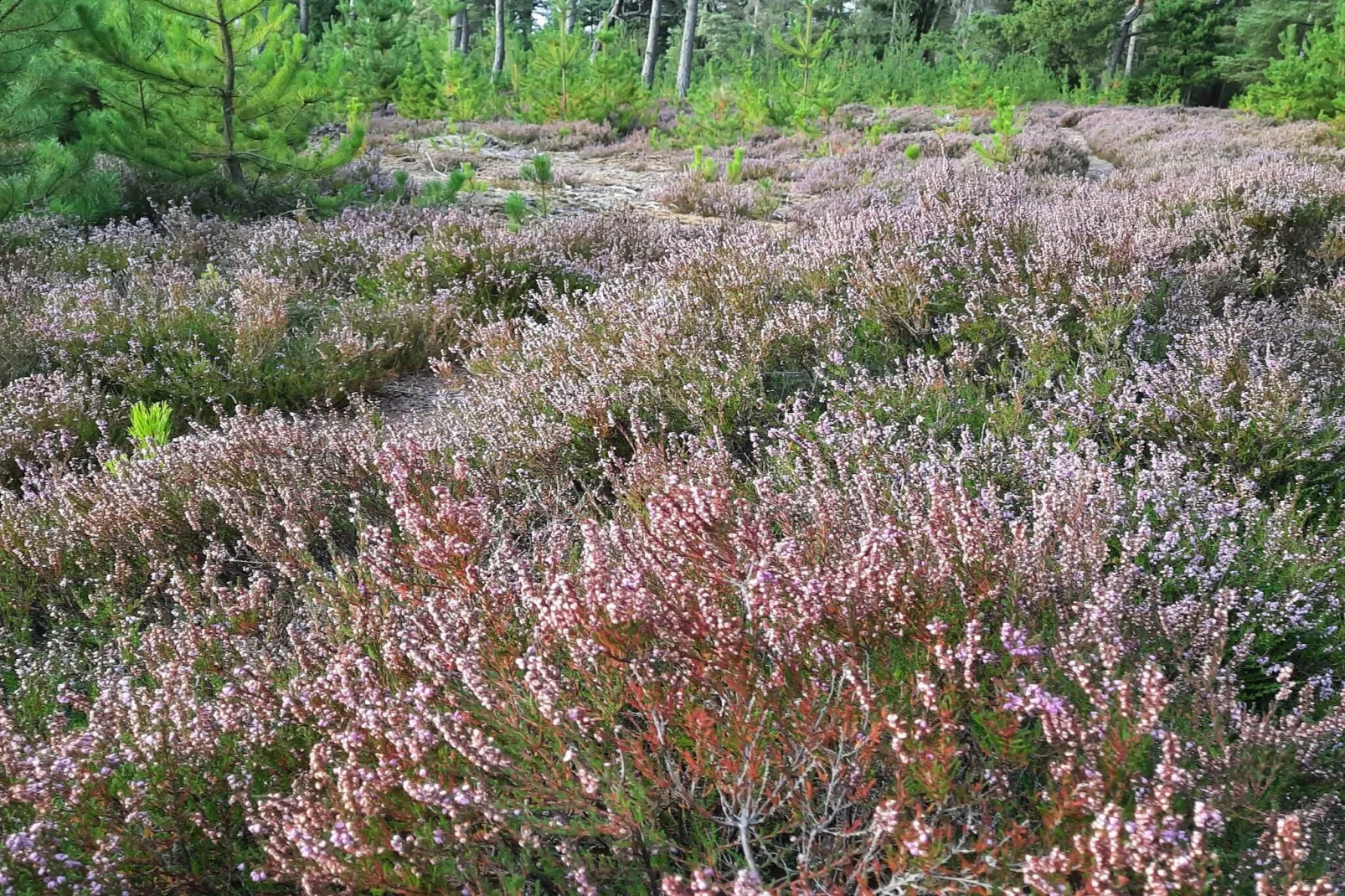 4 persoons vakantie huis in Nørre Nebel-Niet-getagd