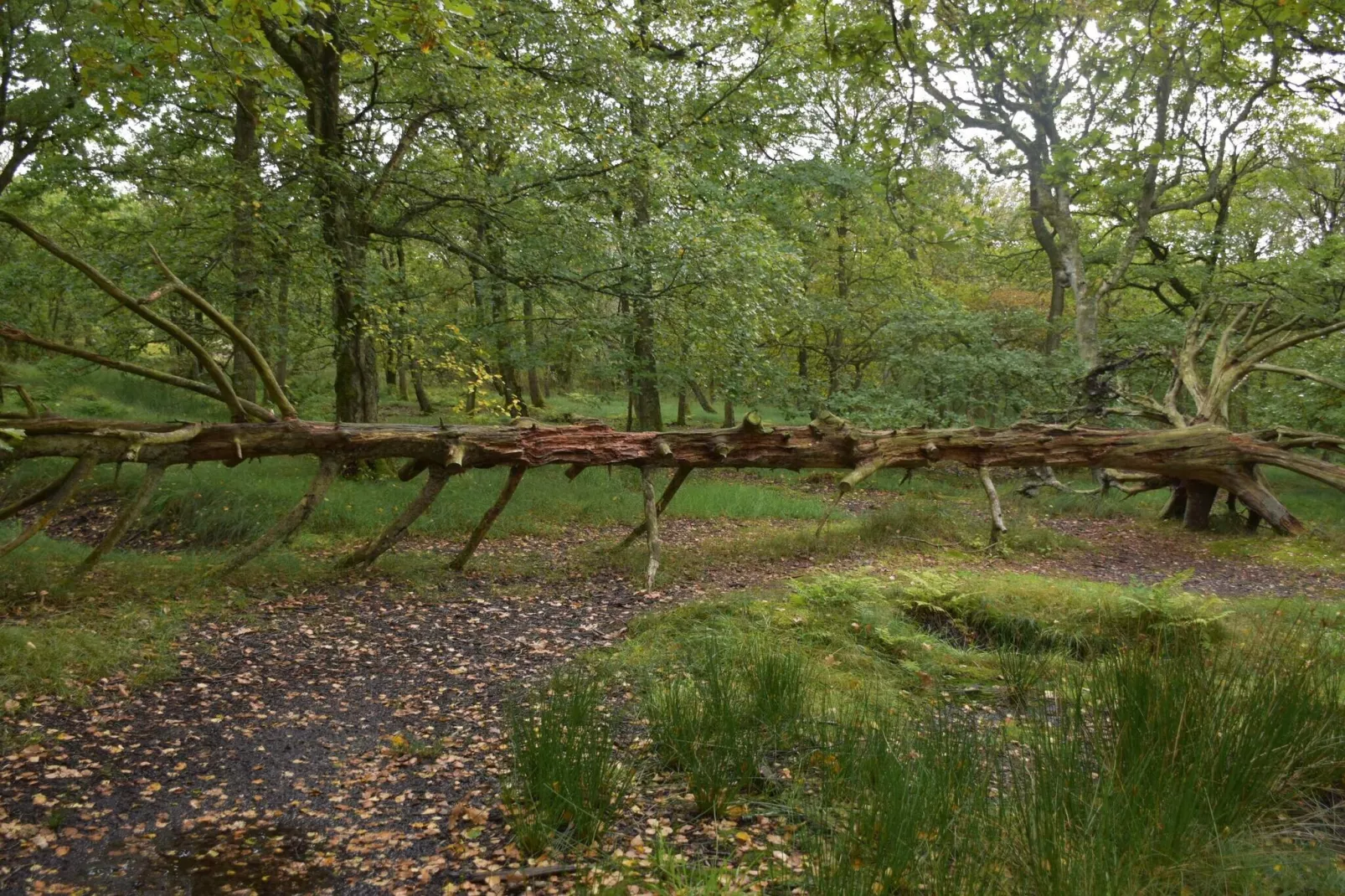 4 persoons vakantie huis in Fanø-By Traum