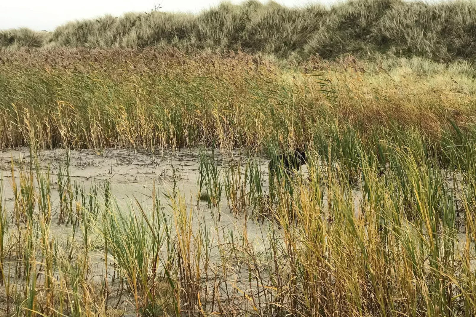 12 persoons vakantie huis in Læsø-By Traum