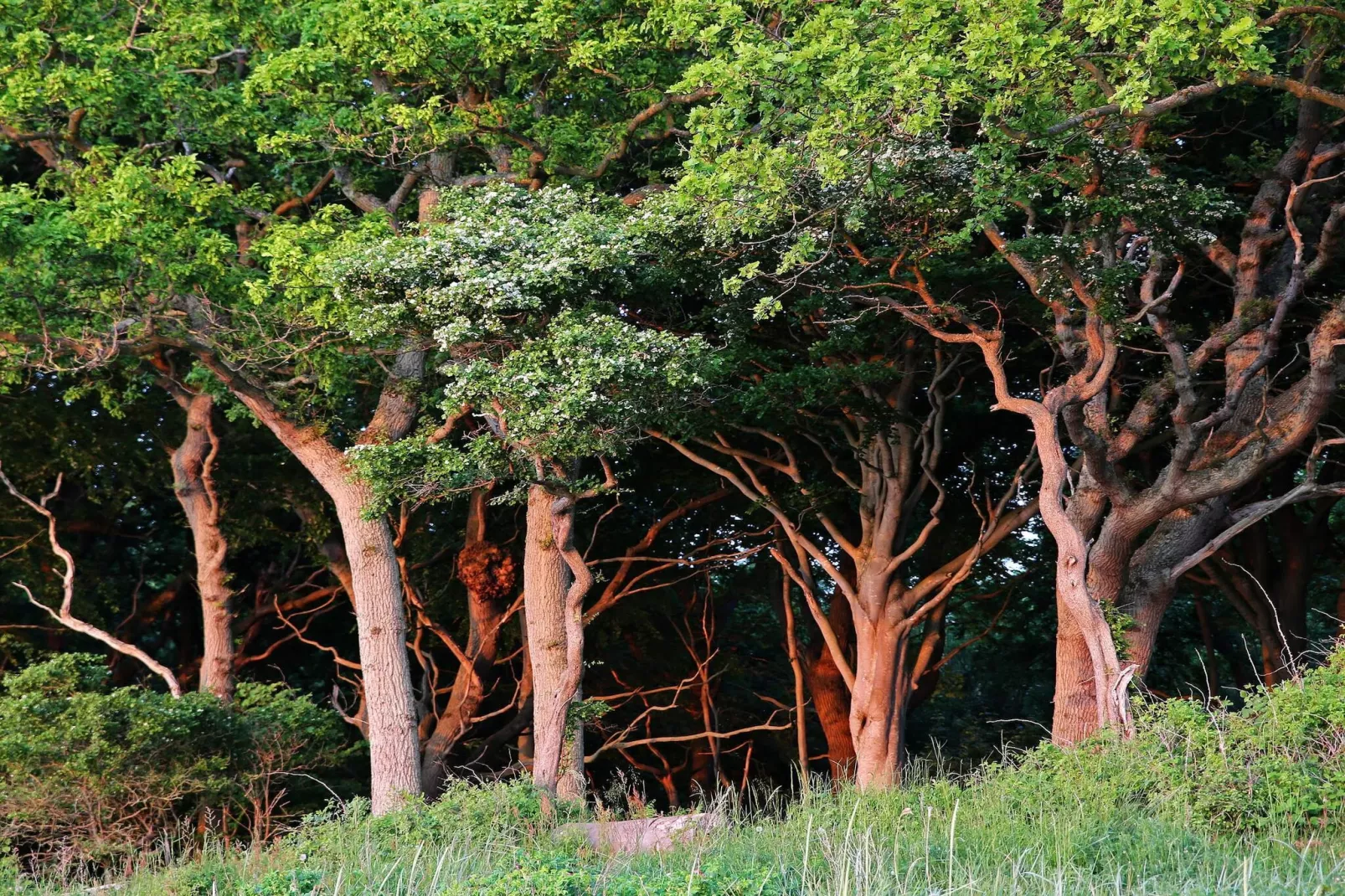 Luxe zwembadvilla in Lohals -- By Traum Ferienwohnungen