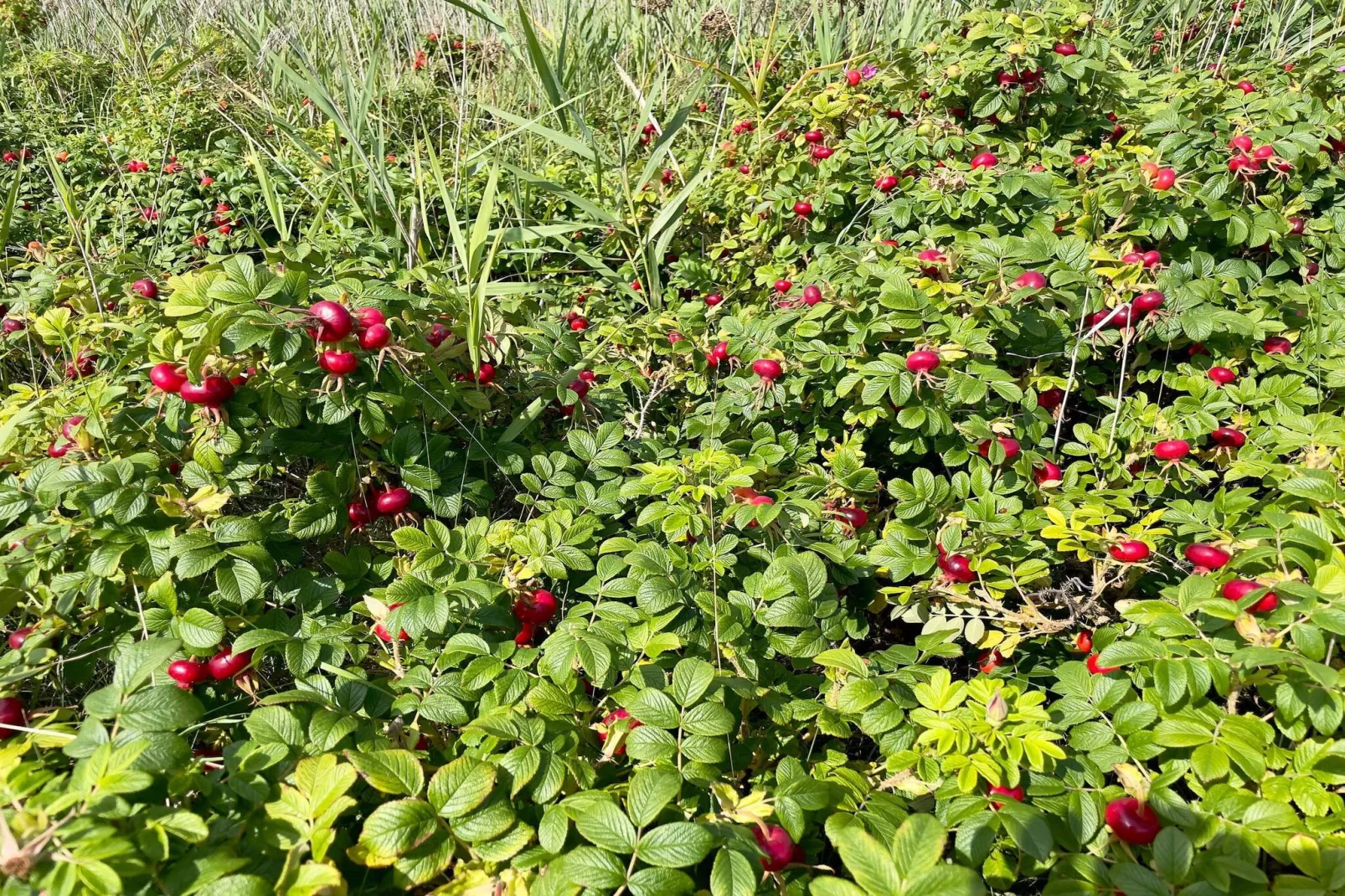 4 persoons vakantie huis in Juelsminde-By Traum