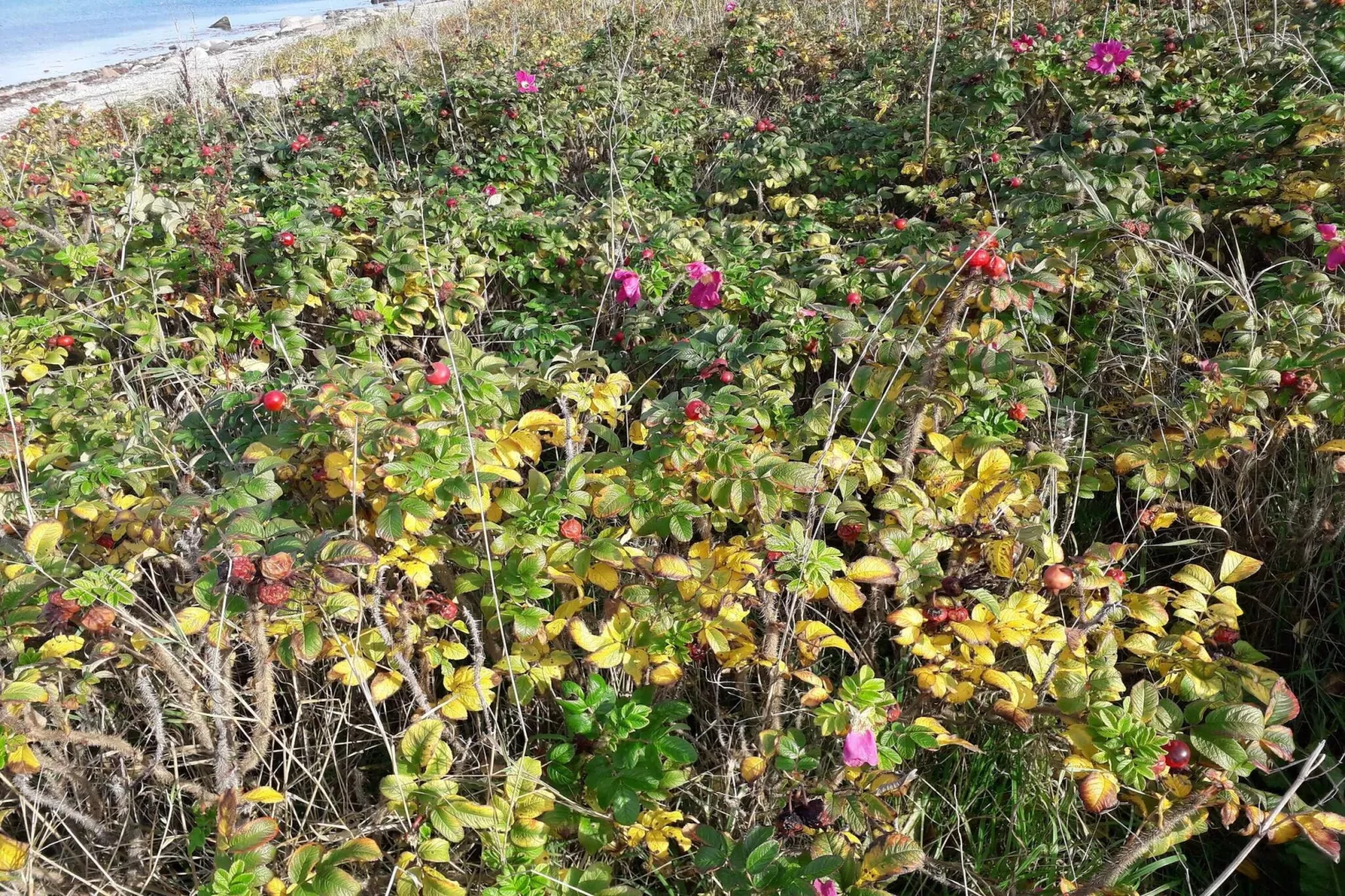 8 persoons vakantie huis in Asnæs-By Traum