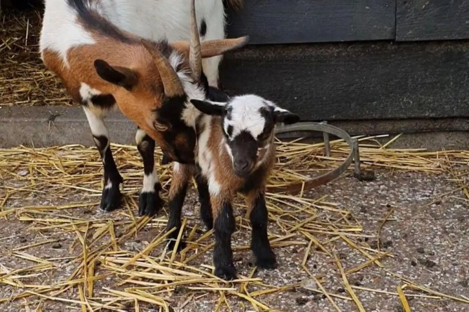 Landelijk Utrecht-Gebieden zomer 1km