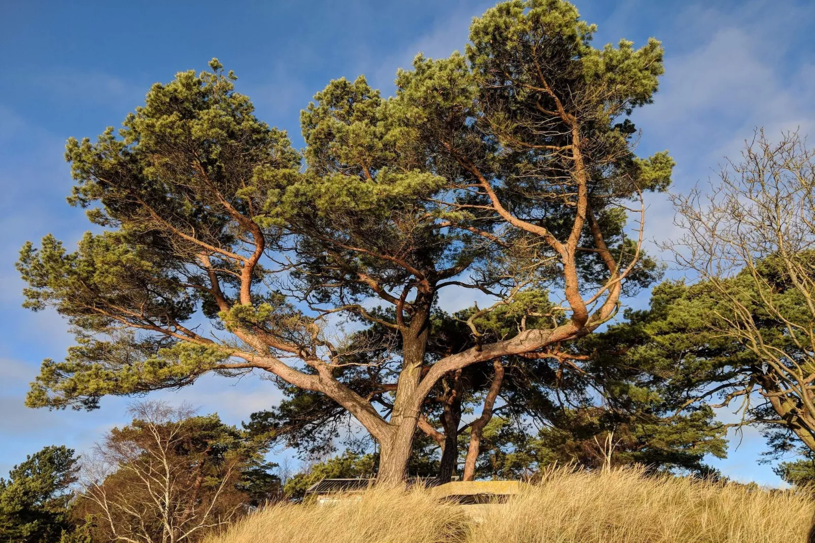 Gezellig huisje bij het strand in Ahus-Niet-getagd