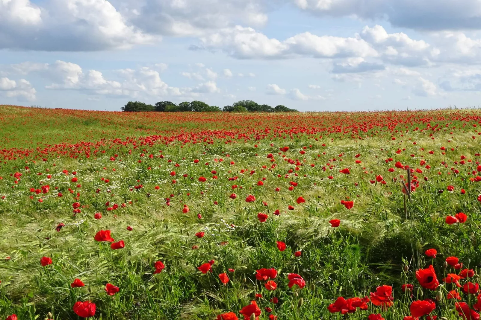 6 persoons vakantie huis in Slagelse