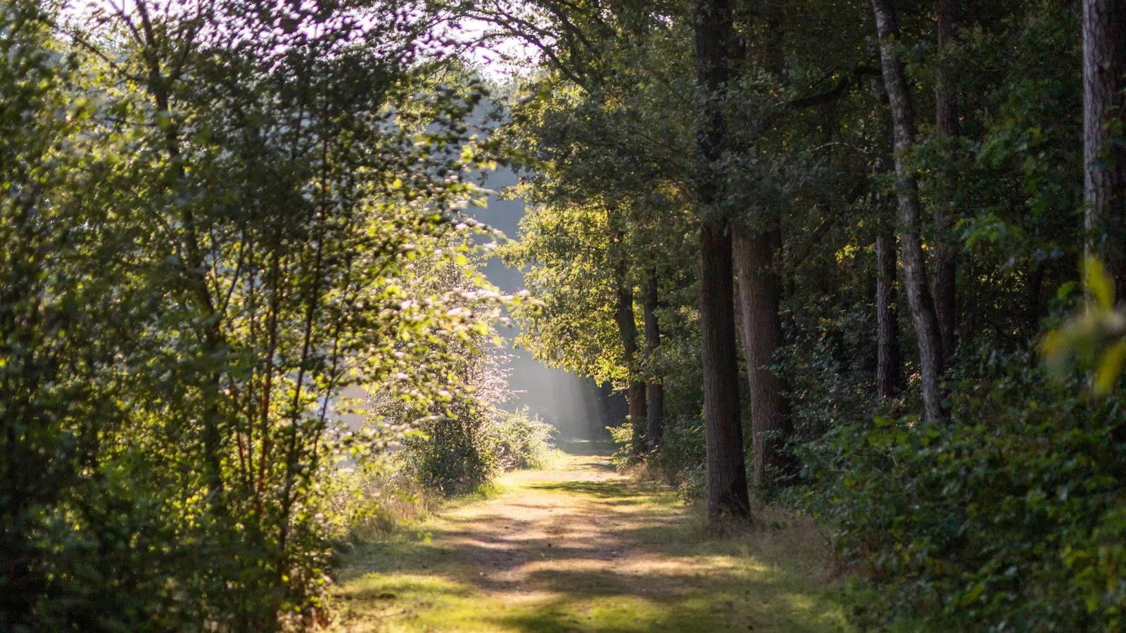 Safaritent 4-Gebieden zomer 1km