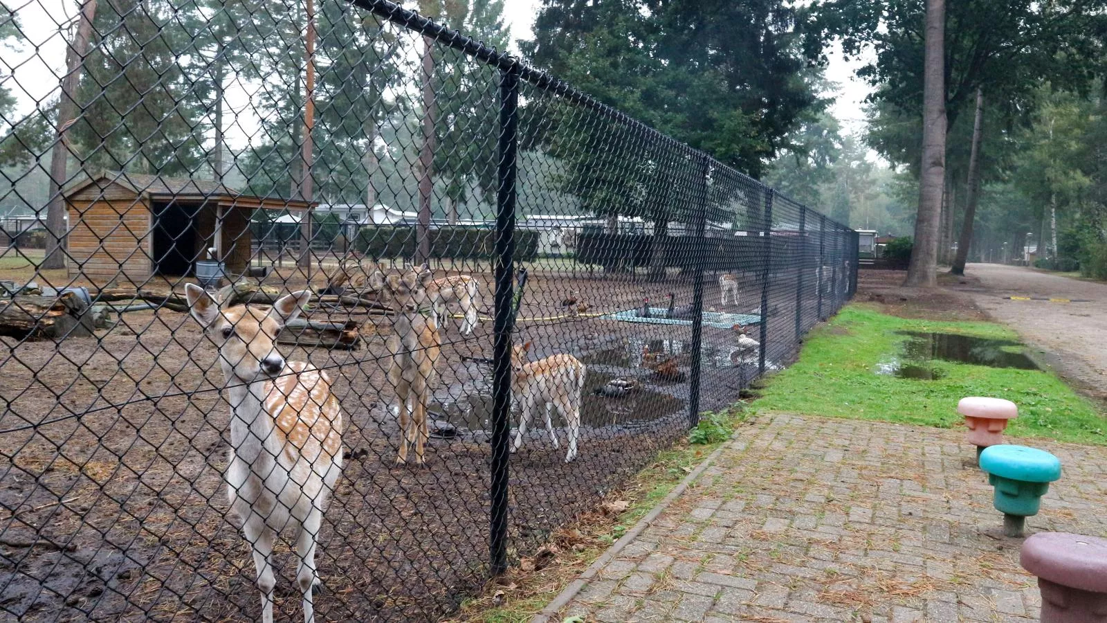 Safaritent 4-Parkfaciliteiten