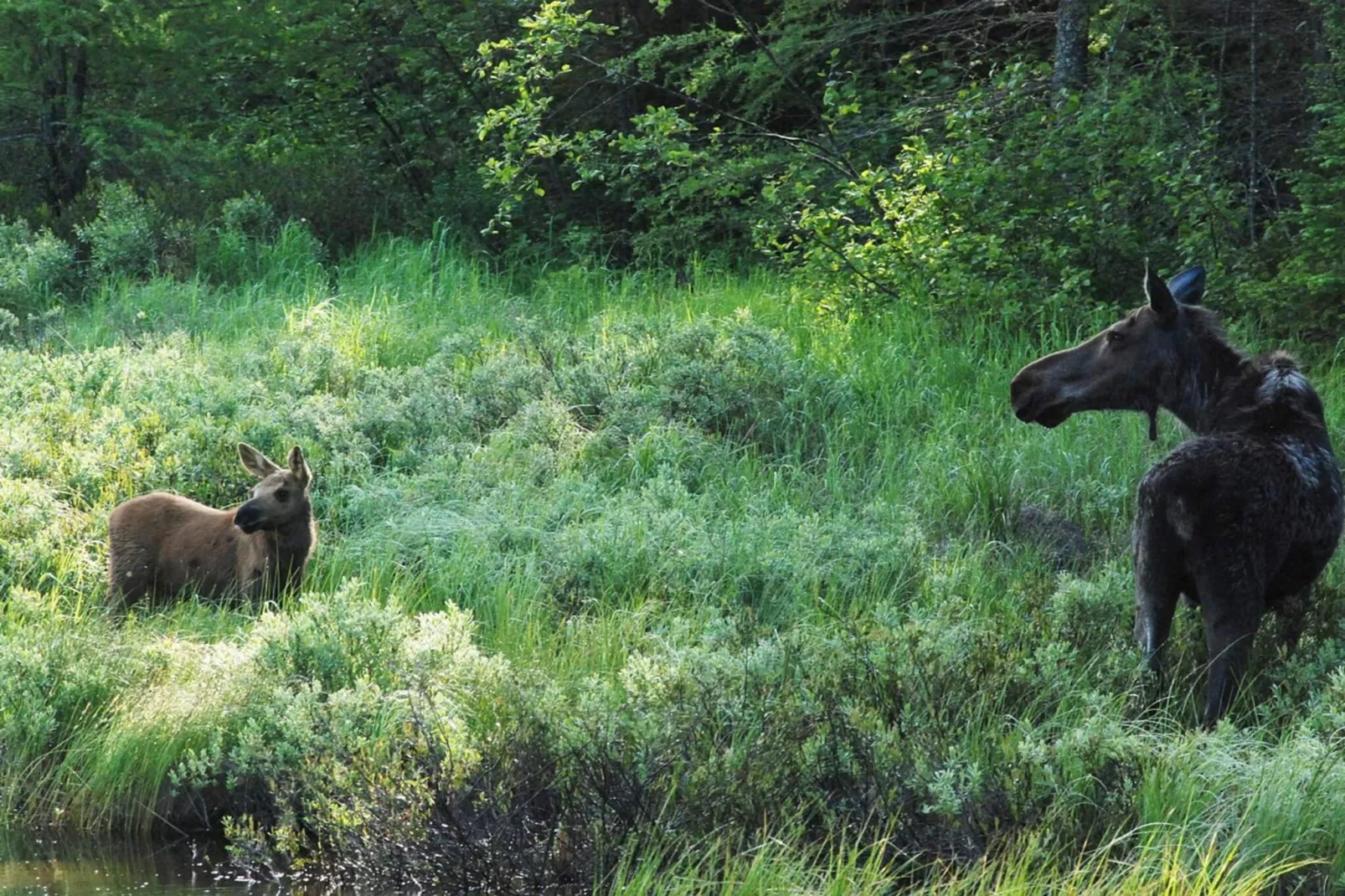 4 sterren vakantie huis in Naustbukta-Niet-getagd