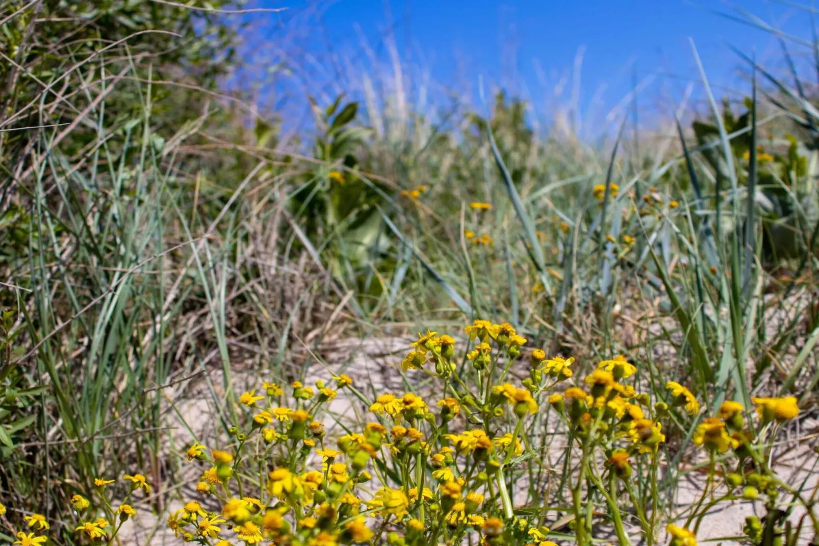 8 Personen vakantie huis in Nakskov-Niet-getagd