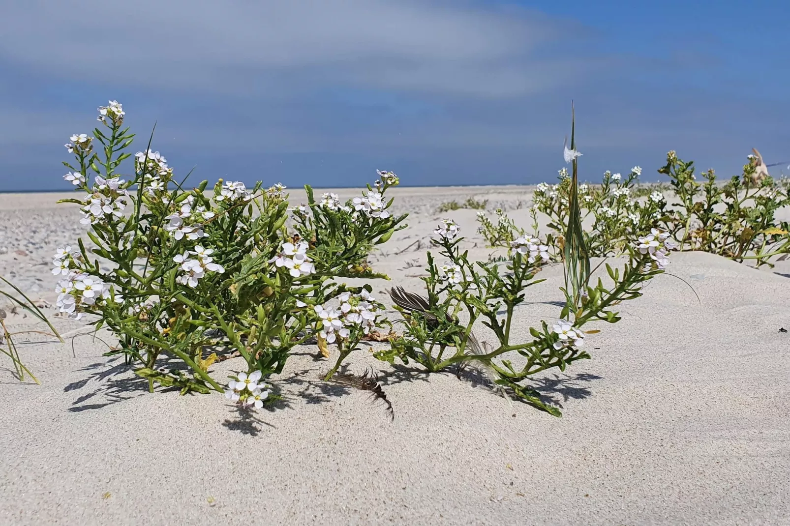 6 Personen vakantie huis in Nørre Nebel-Niet-getagd