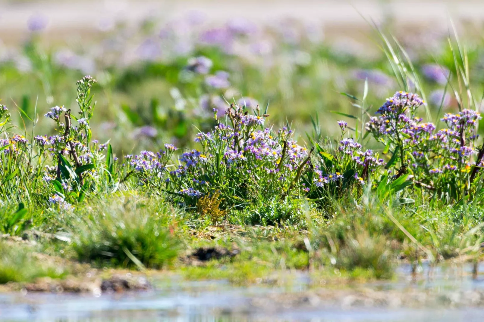 4 sterren vakantie huis in Fanø-Niet-getagd