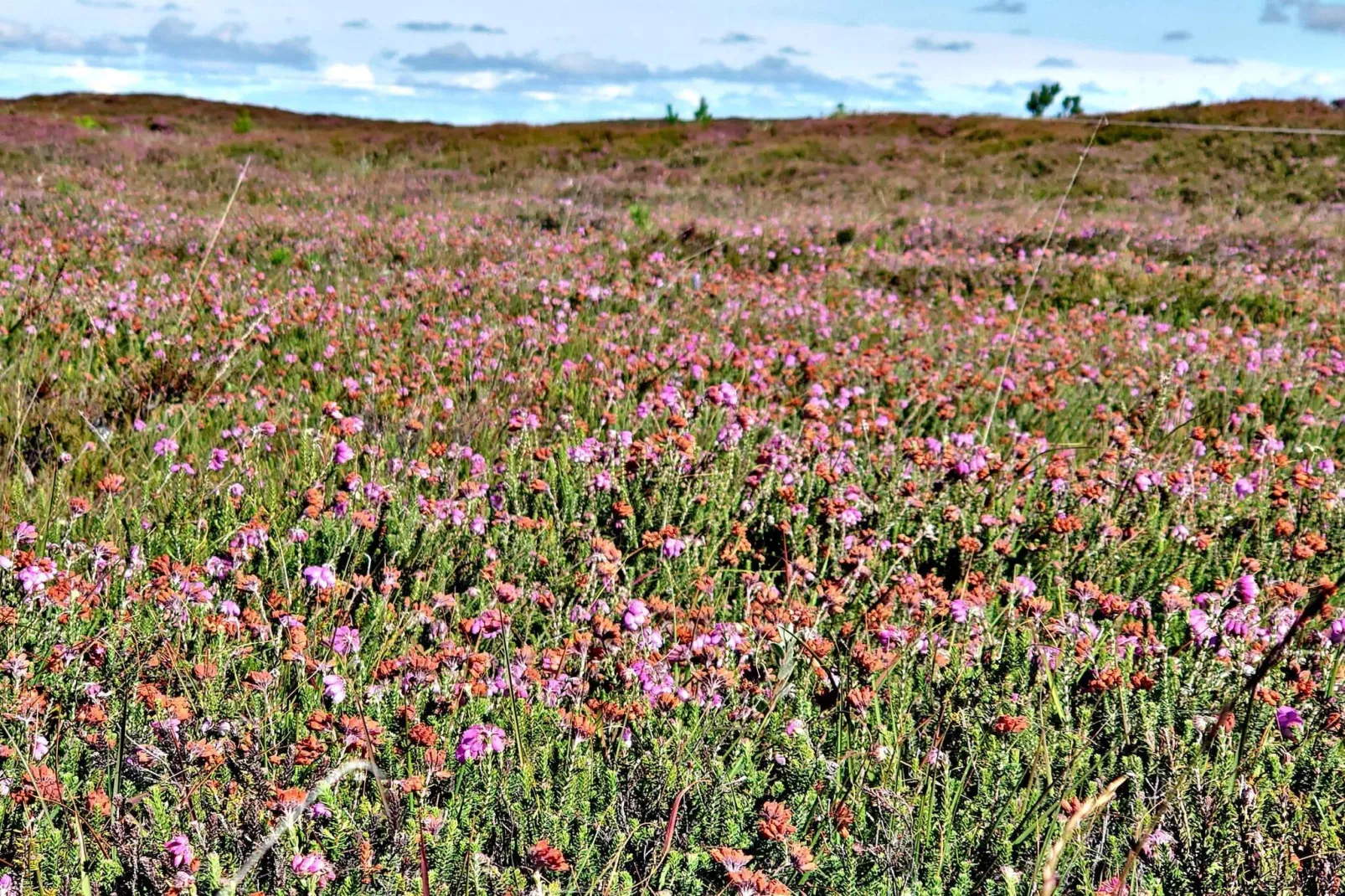 5-sterren vakantiehuis in Henne Beach-Niet-getagd