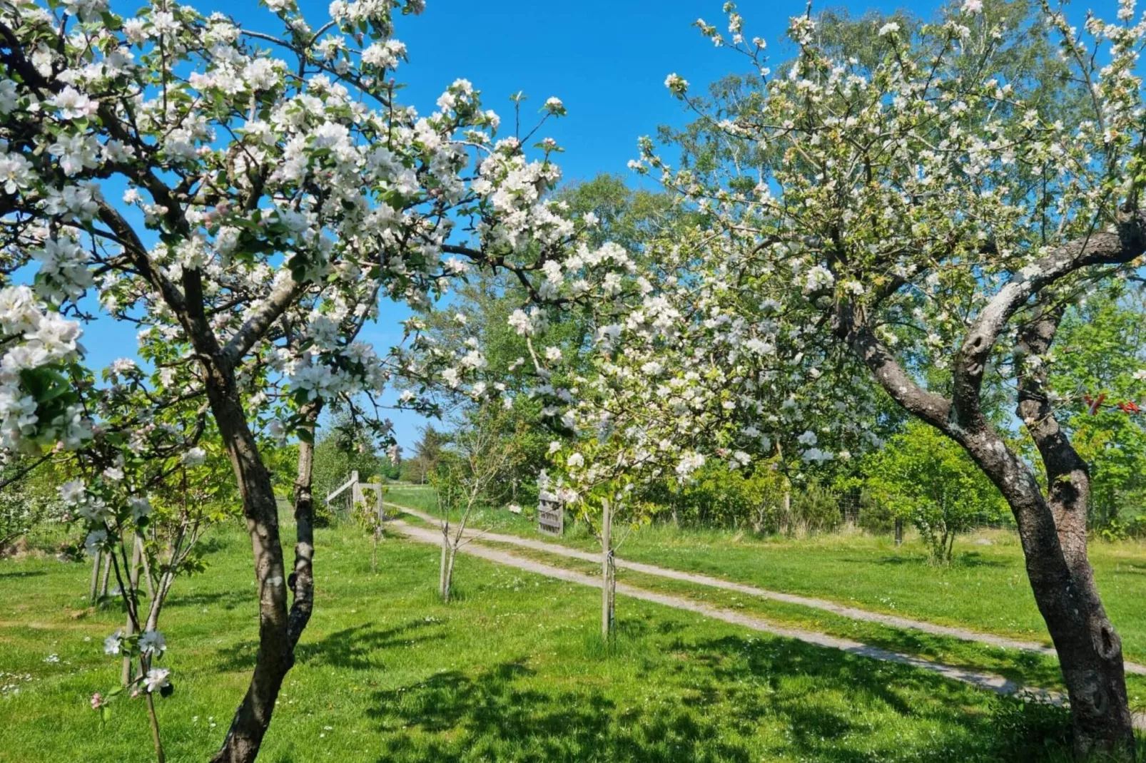 4 persoons vakantie huis in Læsø-Buitenlucht