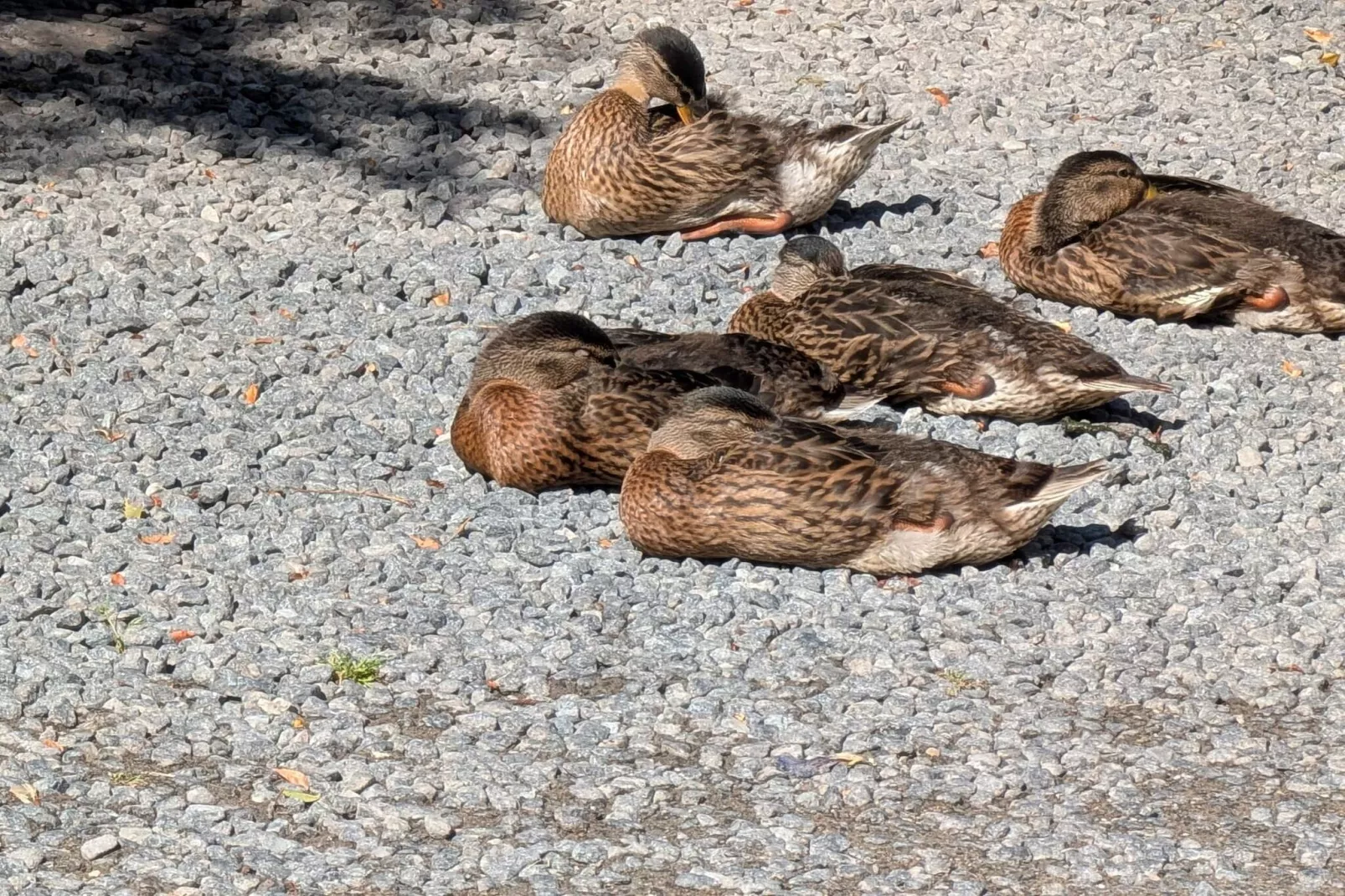 Sereen toevluchtsoord in Lyngsbaek-By Traum