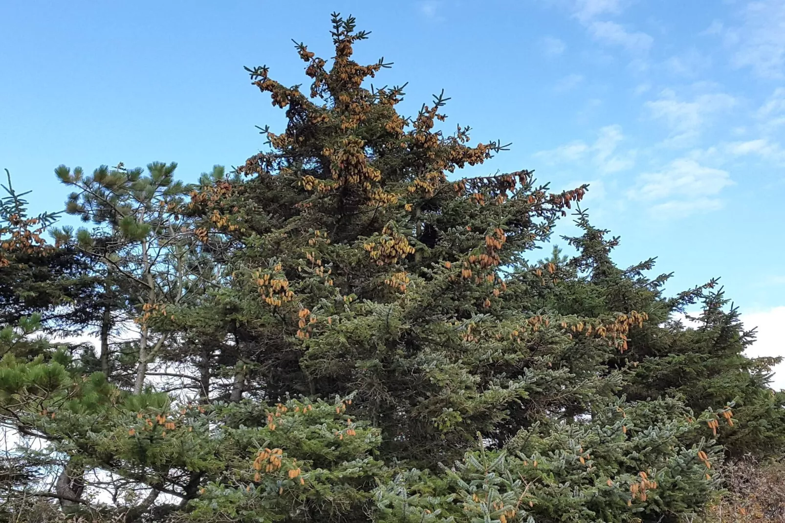 Luxe oase in Blavand-By Traum-Niet-getagd