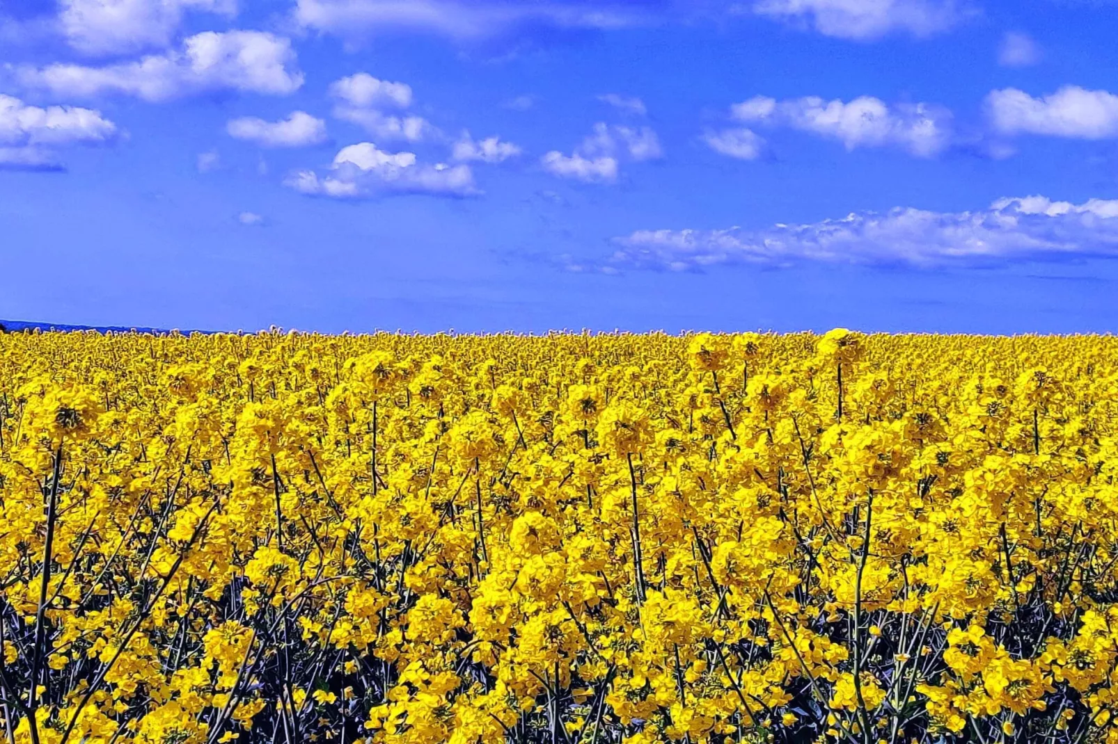 Kustsereniteit in Jaegerspris-By Traum-Niet-getagd