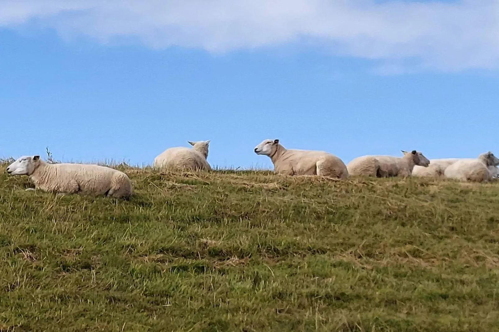 Moderne kusttoevlucht -- By Traum Ferienwohnungen