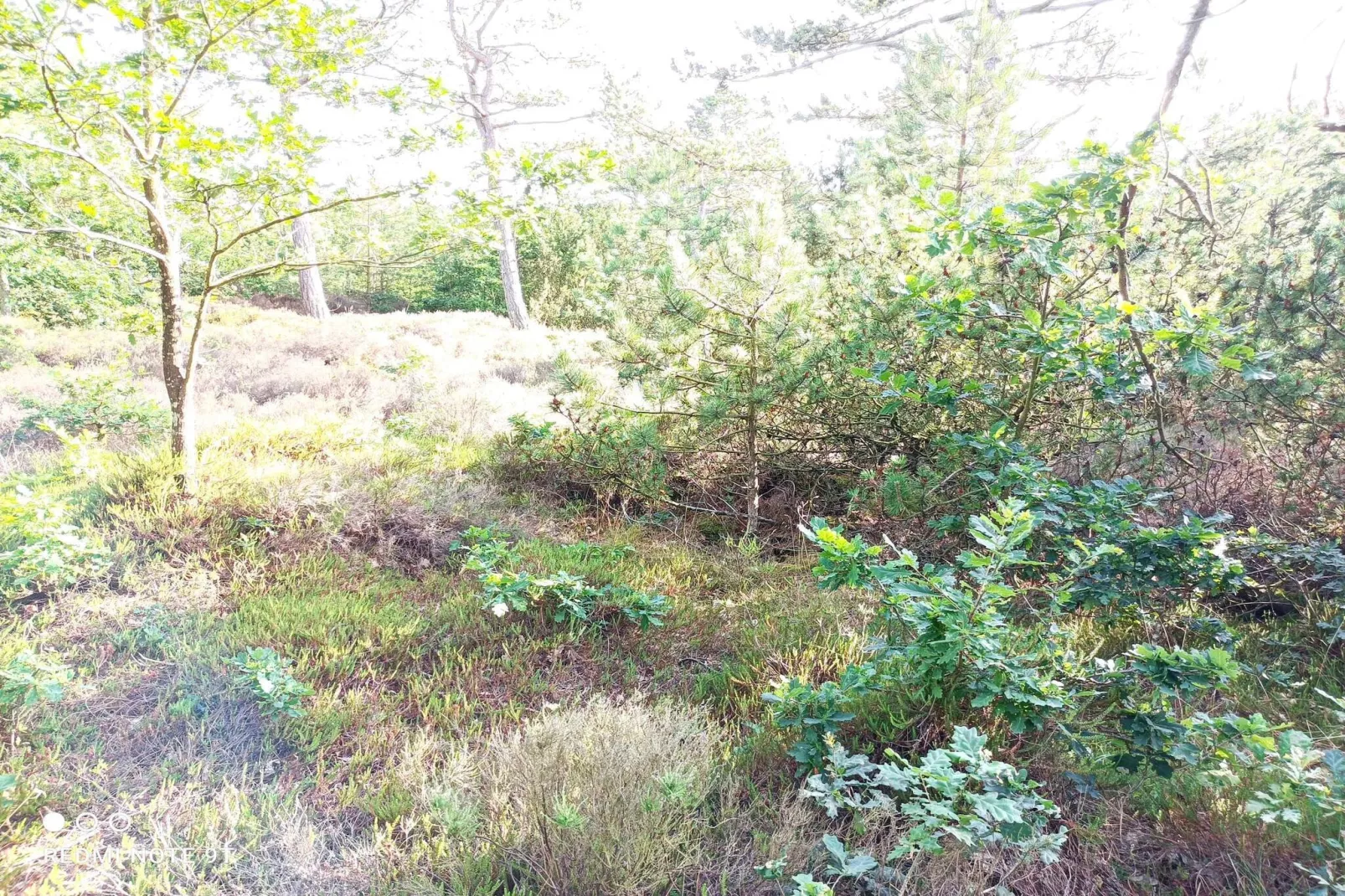 6 persoons vakantie huis in Rømø-By Traum