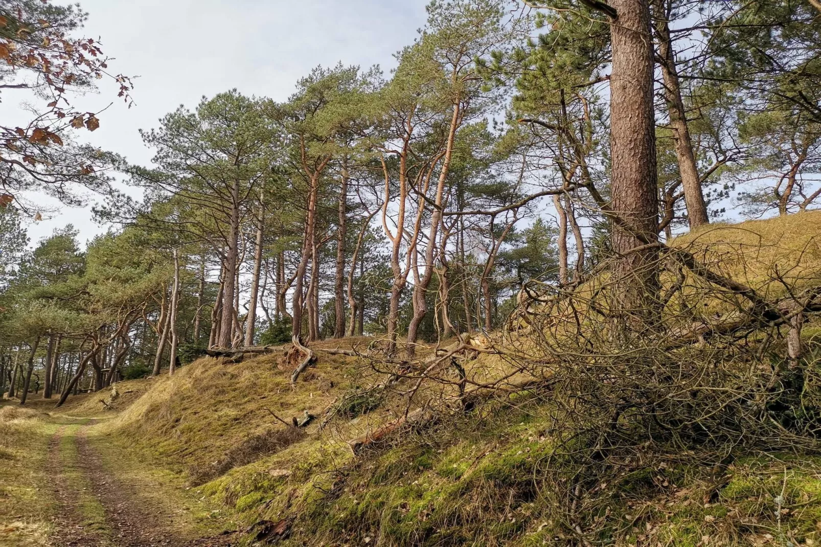 4 persoons vakantie huis in Oksbøl-By Traum