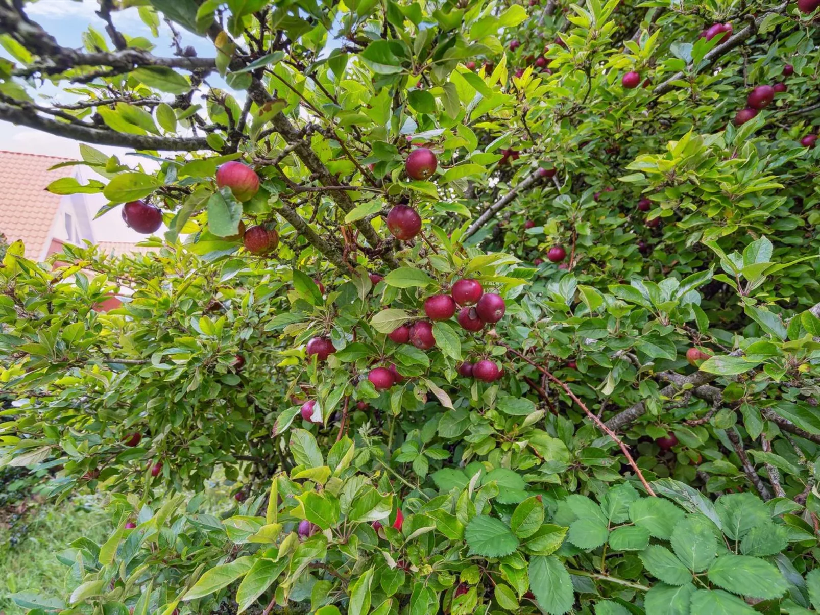 "Magh" - 9.8km from the sea